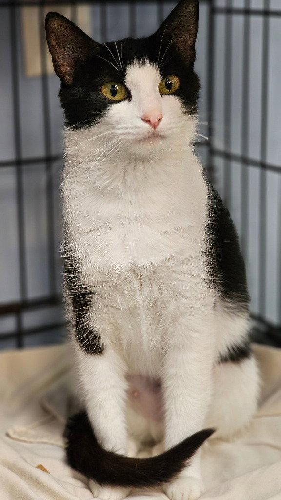Frances, Adoptable, Young Female Domestic Short Hair.