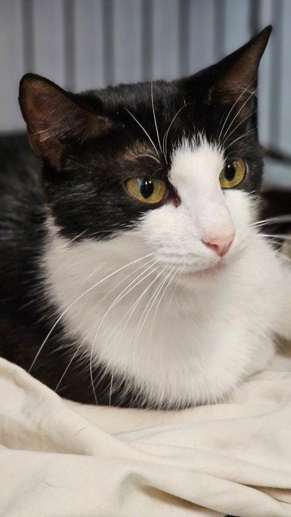 Enlarge Frances, a Adoptable Domestic Short Hair in Lovingston, VA image 2/3