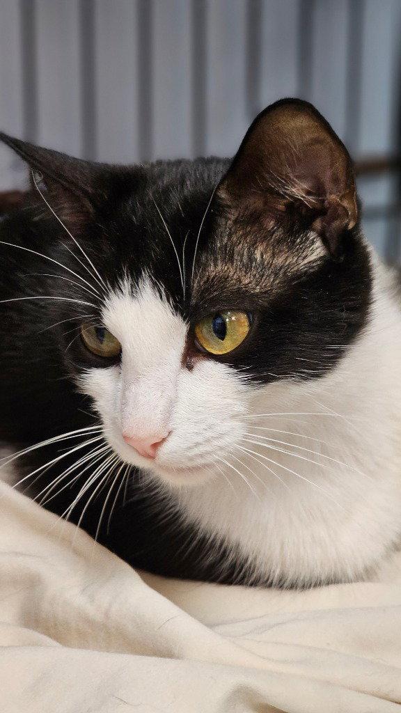 Enlarge Frances, a Adoptable Domestic Short Hair in Lovingston, VA image 3/3