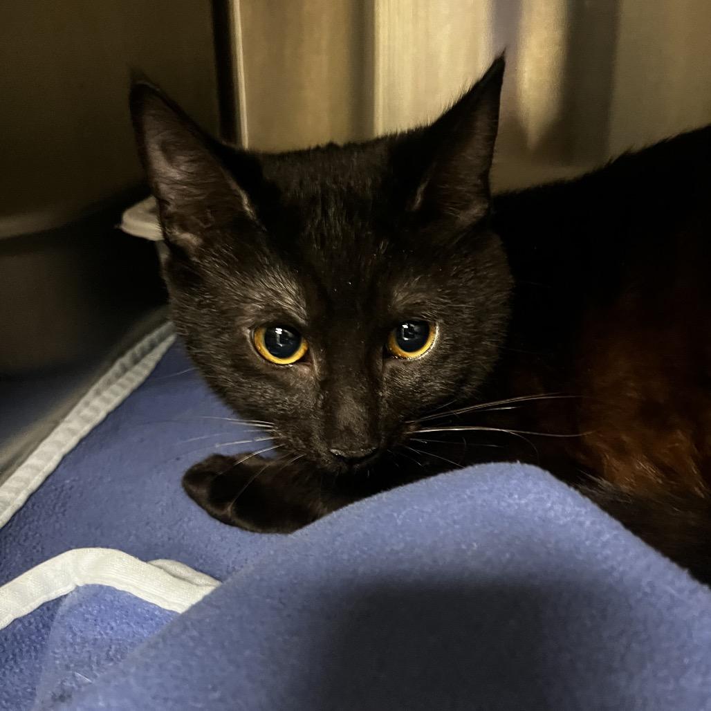 U-Turn Permitted, Adoptable, Kitten Male Domestic Short Hair.