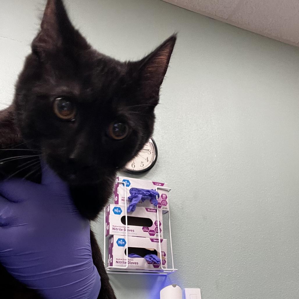 Enlarge U-Turn Permitted, a Adoptable Domestic Short Hair in Keizer, OR image 2/3