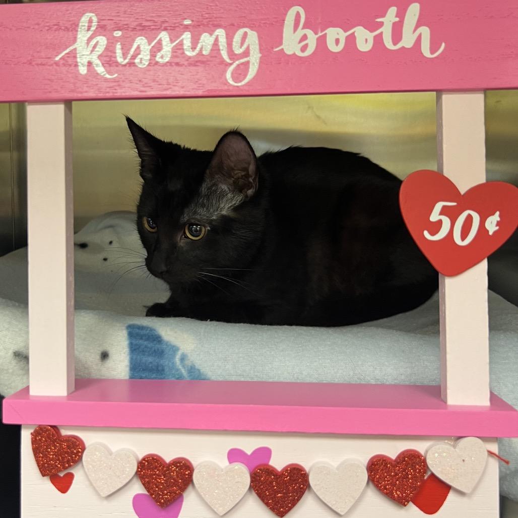 Enlarge U-Turn Permitted, a Adoptable Domestic Short Hair in Keizer, OR image 3/3