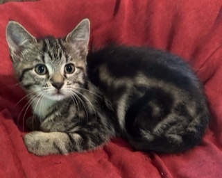 Frenchie thumbnail 2