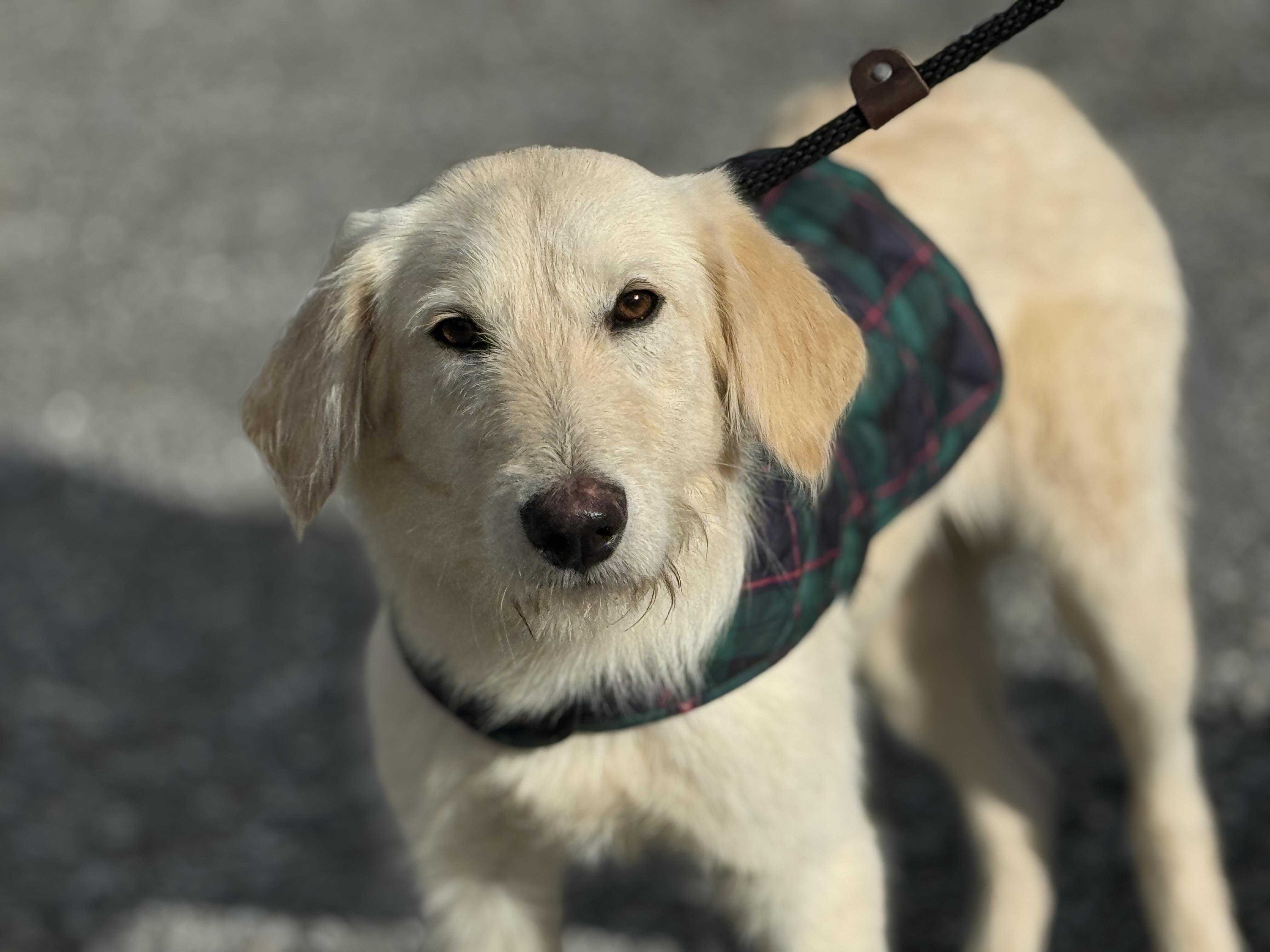 Jack Frost thumbnail 2