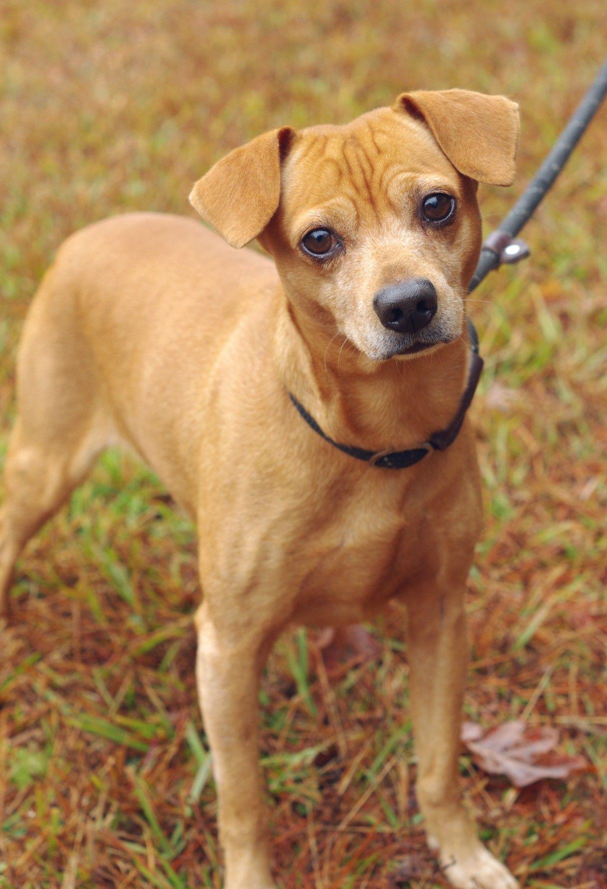 Enlarge Alfie, an adopted mixed breed in Sautee Nacoochee, GA image 1/3