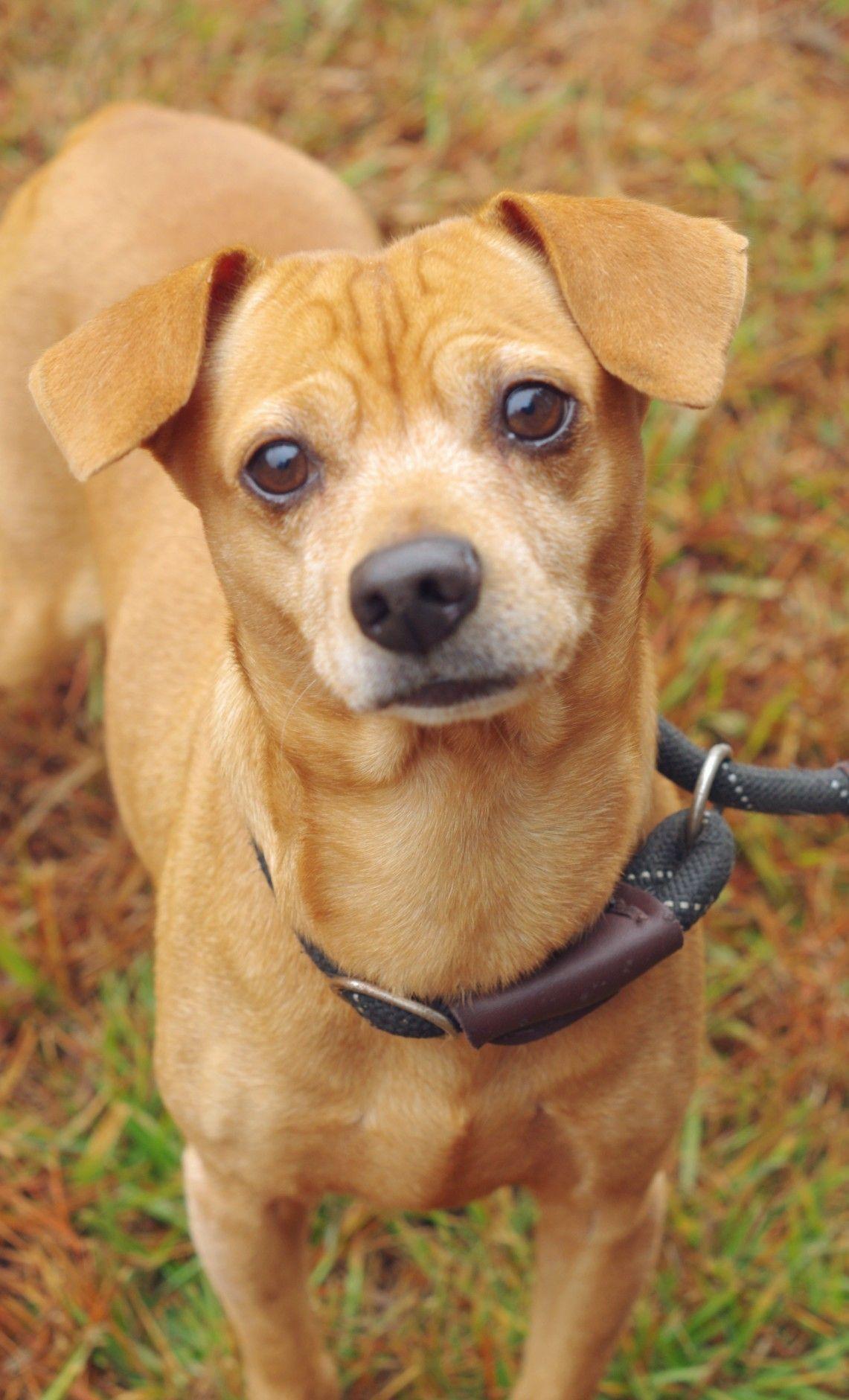 Enlarge Alfie, an adopted mixed breed in Sautee Nacoochee, GA image 2/3