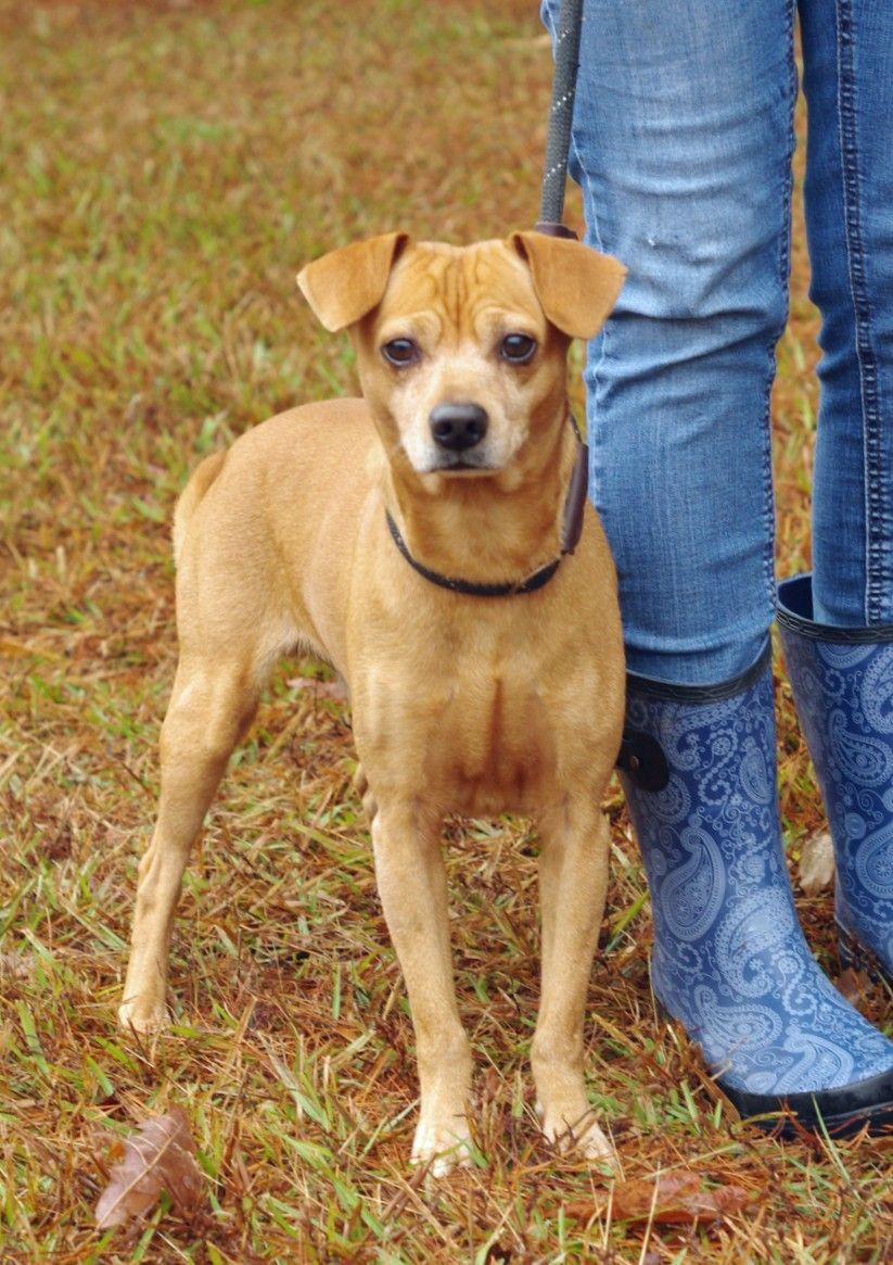 Enlarge Alfie, an adopted mixed breed in Sautee Nacoochee, GA image 3/3