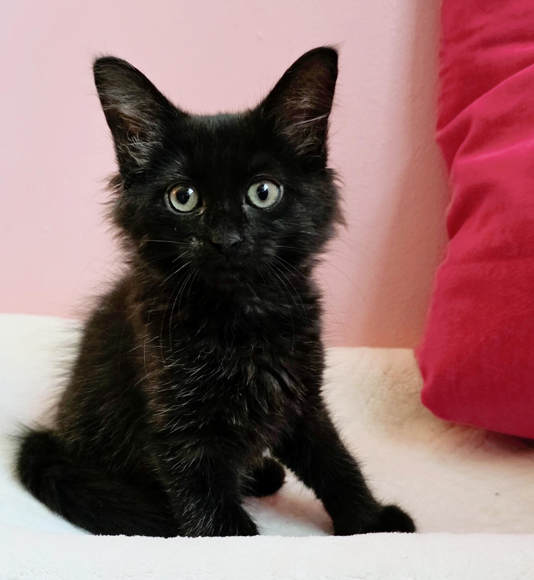 Rigatoni, Baby Female Domestic Long Hair