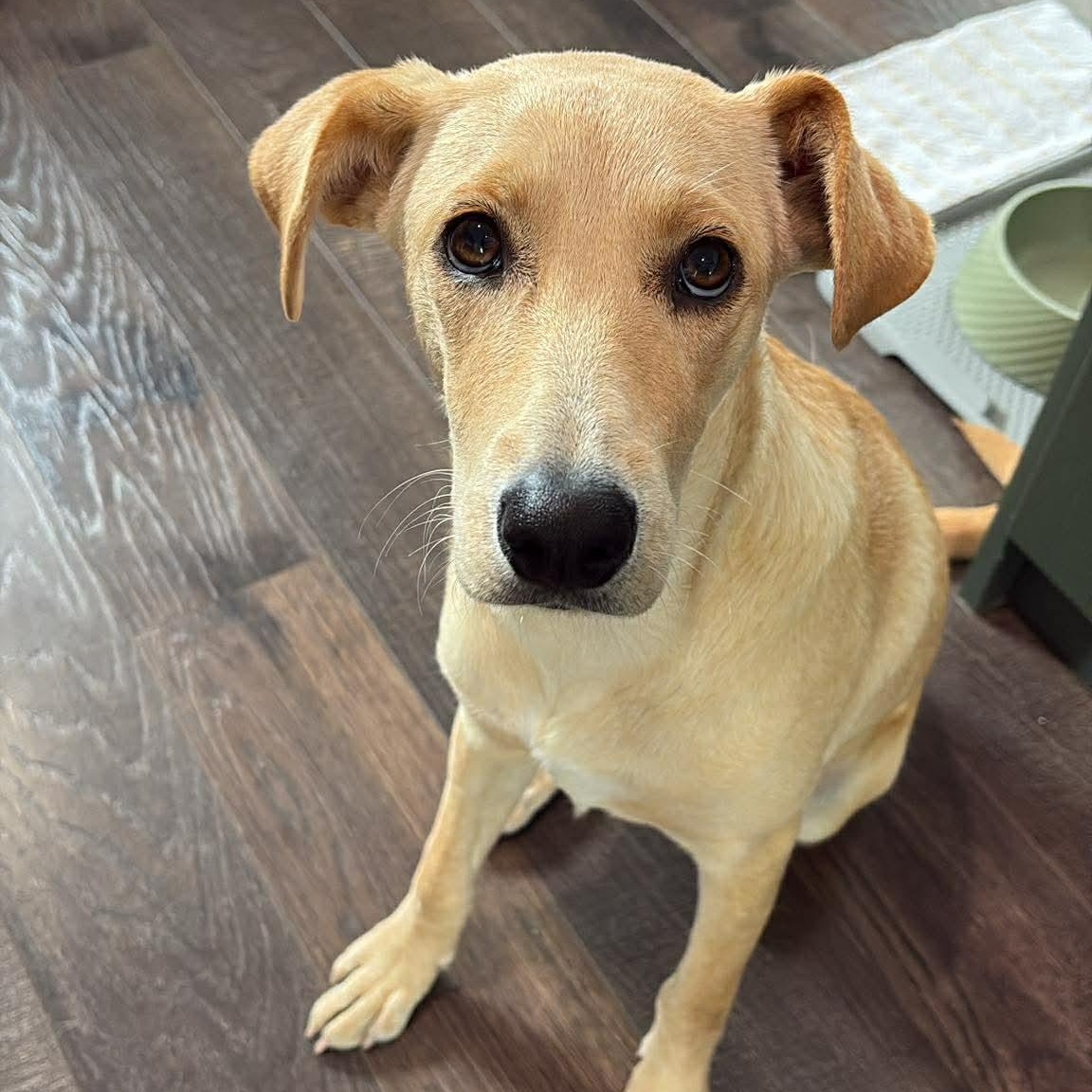 Enlarge Willow, a Adoptable Black Mouth Cur in Etobicoke, ON image 1/2