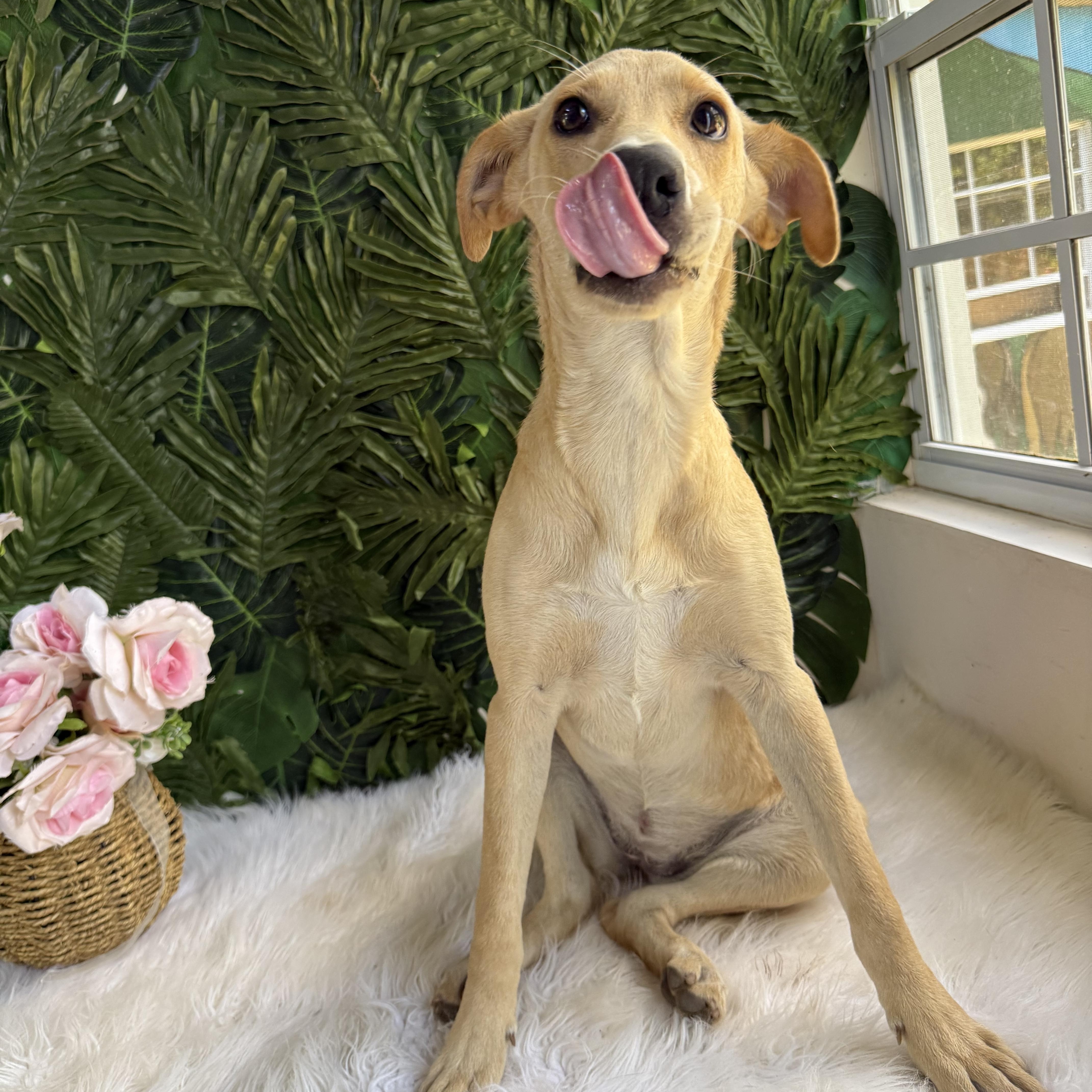 Enlarge Willow, a Adoptable Black Mouth Cur in Etobicoke, ON image 2/2