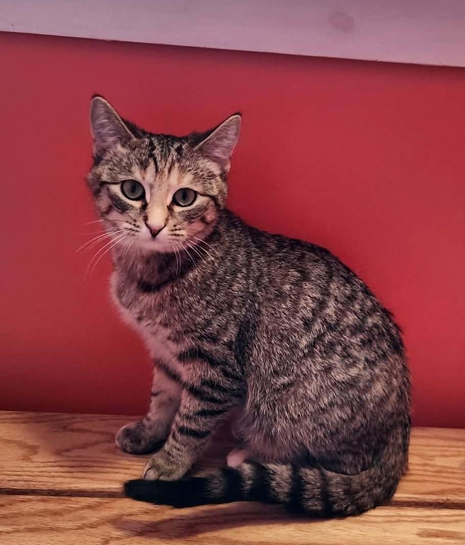 Hazelnut, ADOPTABLE, Young Female Domestic Short Hair.