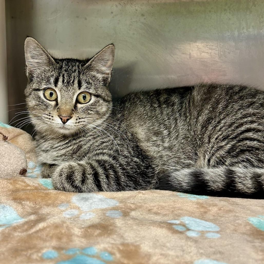 Anastasia, Adoptable, Young Female Domestic Short Hair.