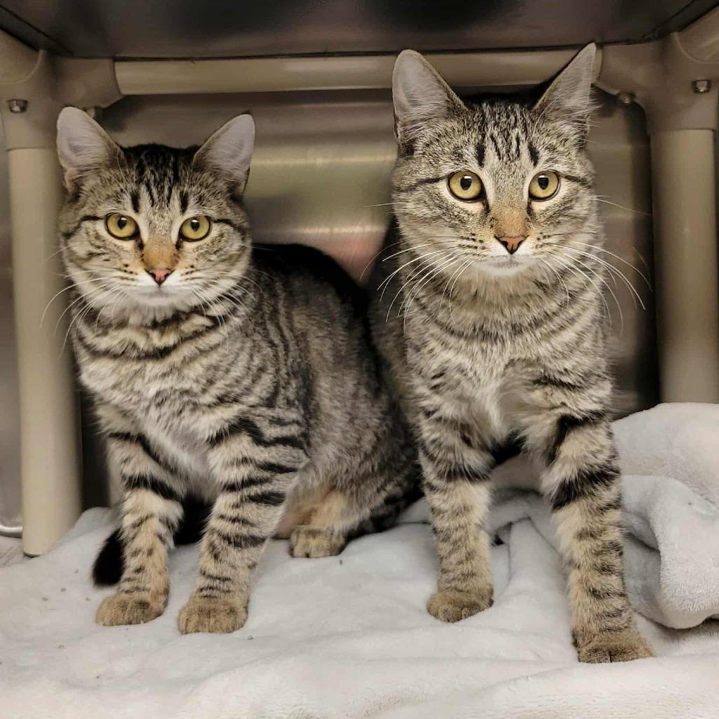 Enlarge Anastasia, a Adoptable Domestic Short Hair in Columbia, MO image 2/6