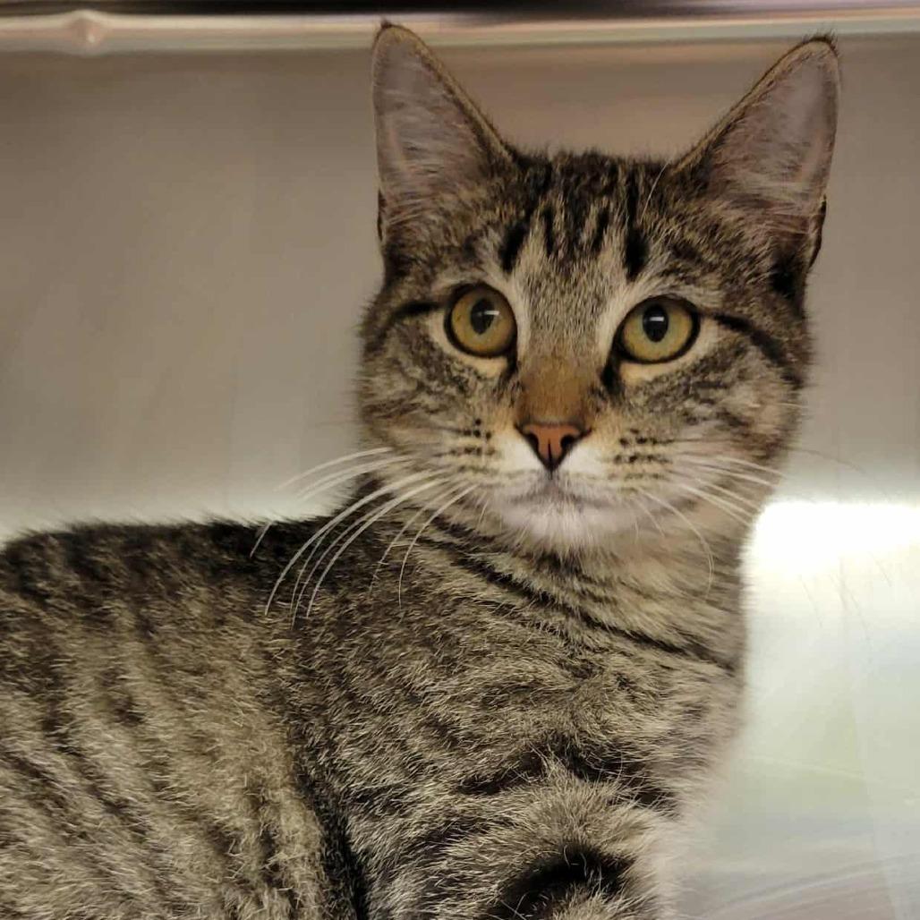 Enlarge Anastasia, a Adoptable Domestic Short Hair in Columbia, MO image 3/6