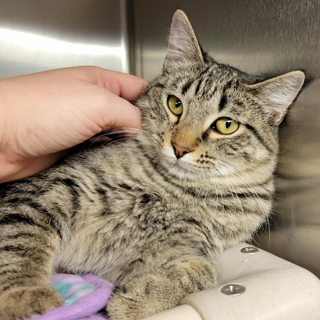 Enlarge Anastasia, a Adoptable Domestic Short Hair in Columbia, MO image 6/6