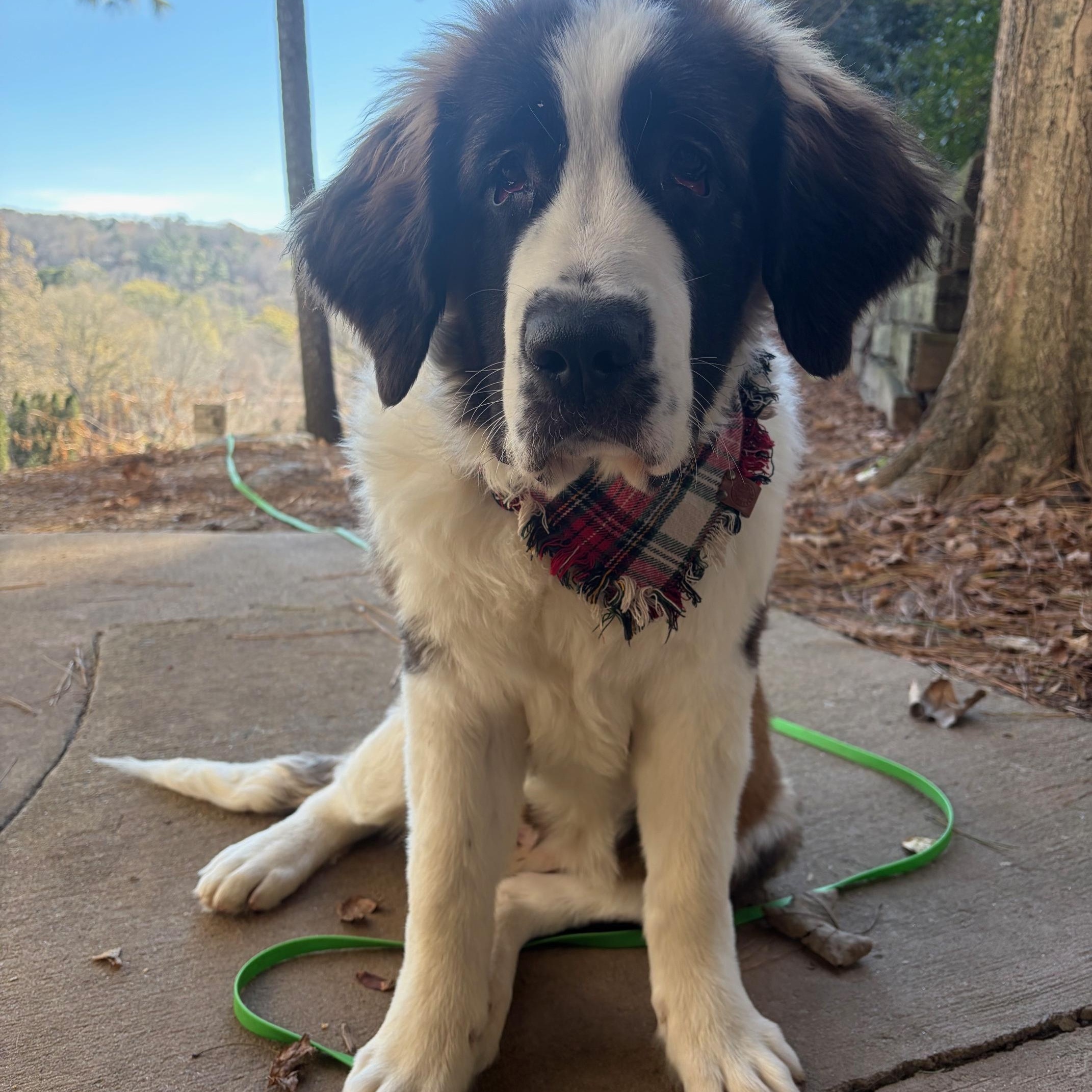 Enlarge Olive, a ADOPTABLE Saint Bernard in Atlanta, GA image 2/4