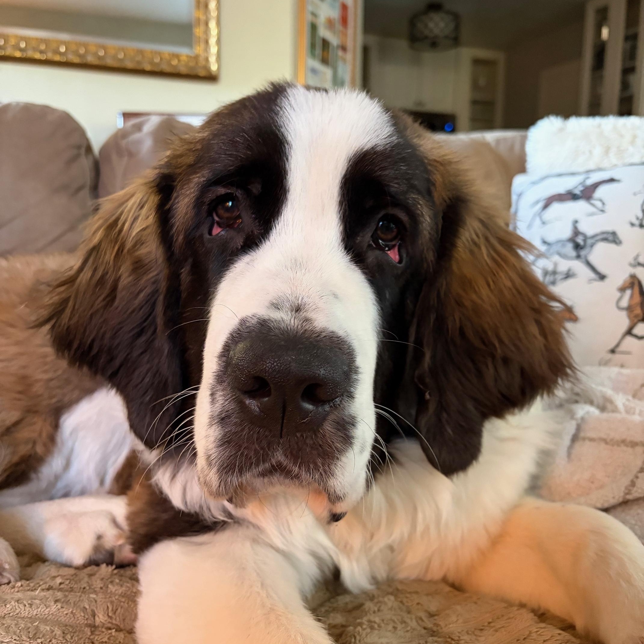 Olive, ADOPTABLE, Puppy Female Saint Bernard.