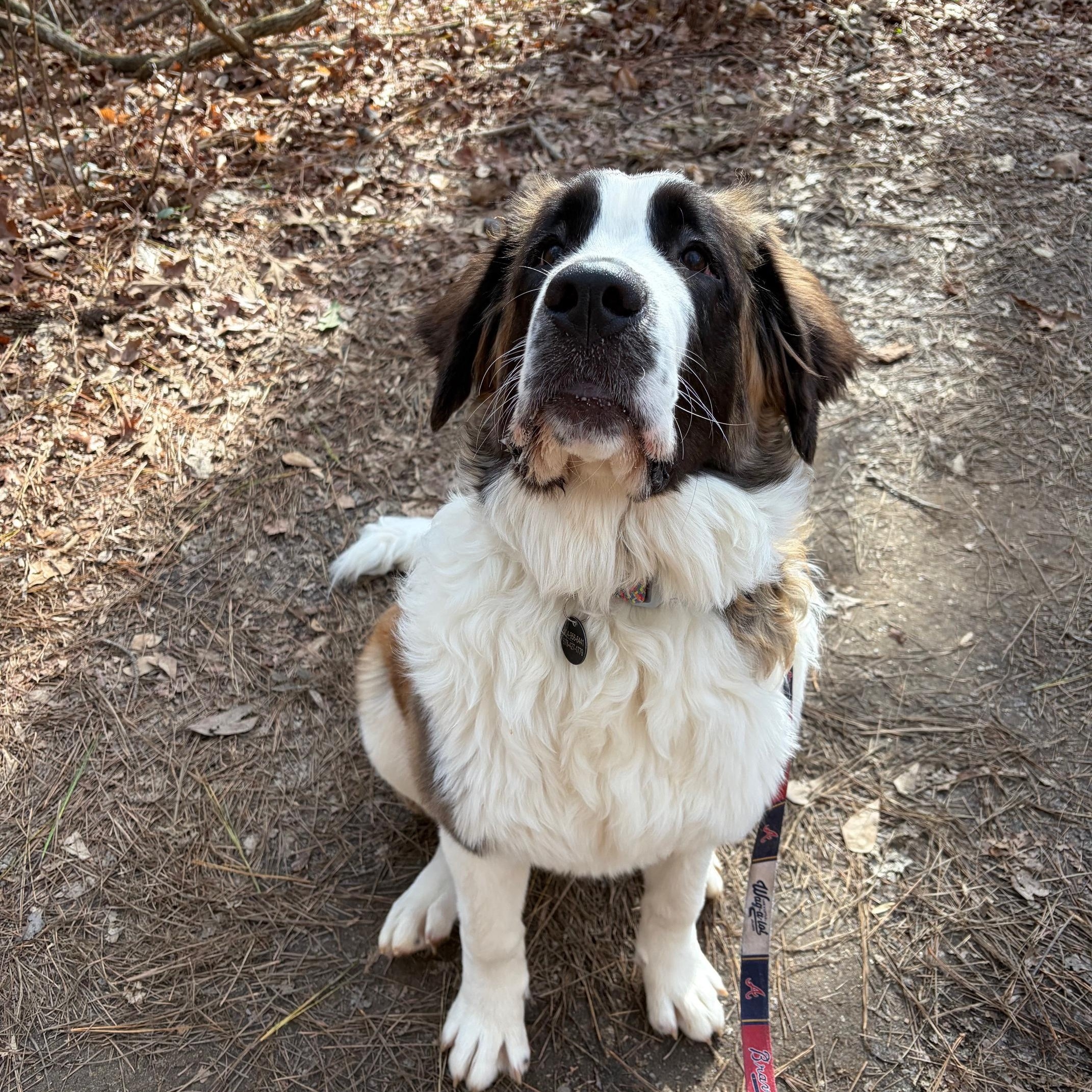 Enlarge Olive, a ADOPTABLE Saint Bernard in Atlanta, GA image 4/4