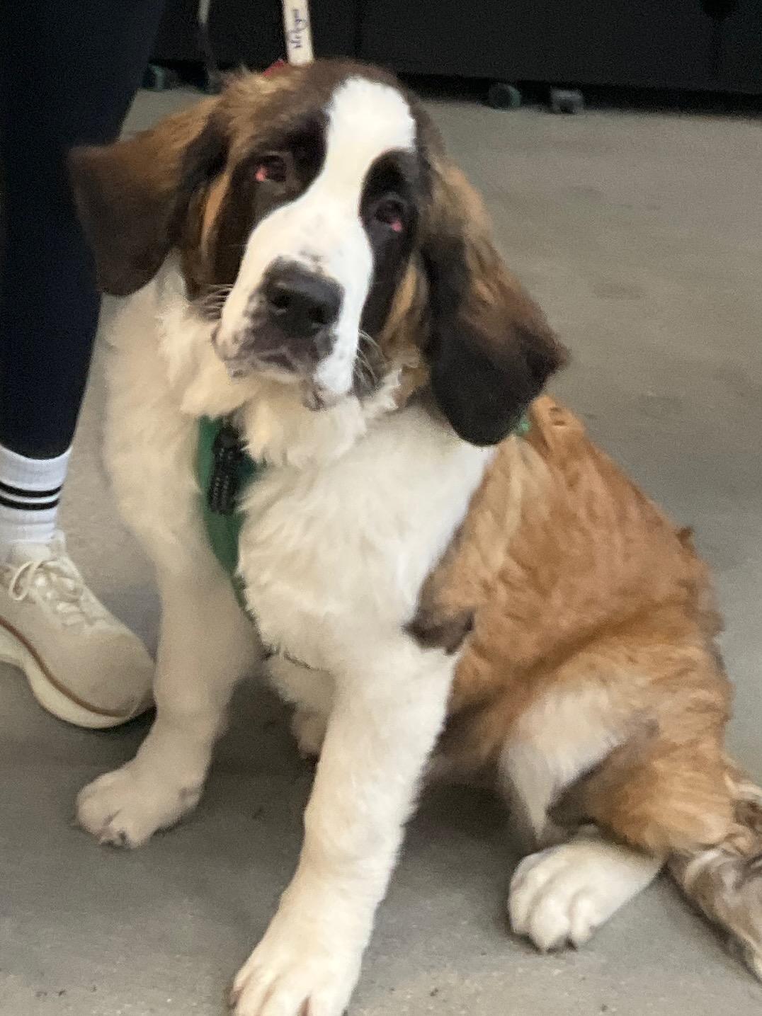 Enlarge Olive, a ADOPTABLE Saint Bernard in Atlanta, GA image 6/6
