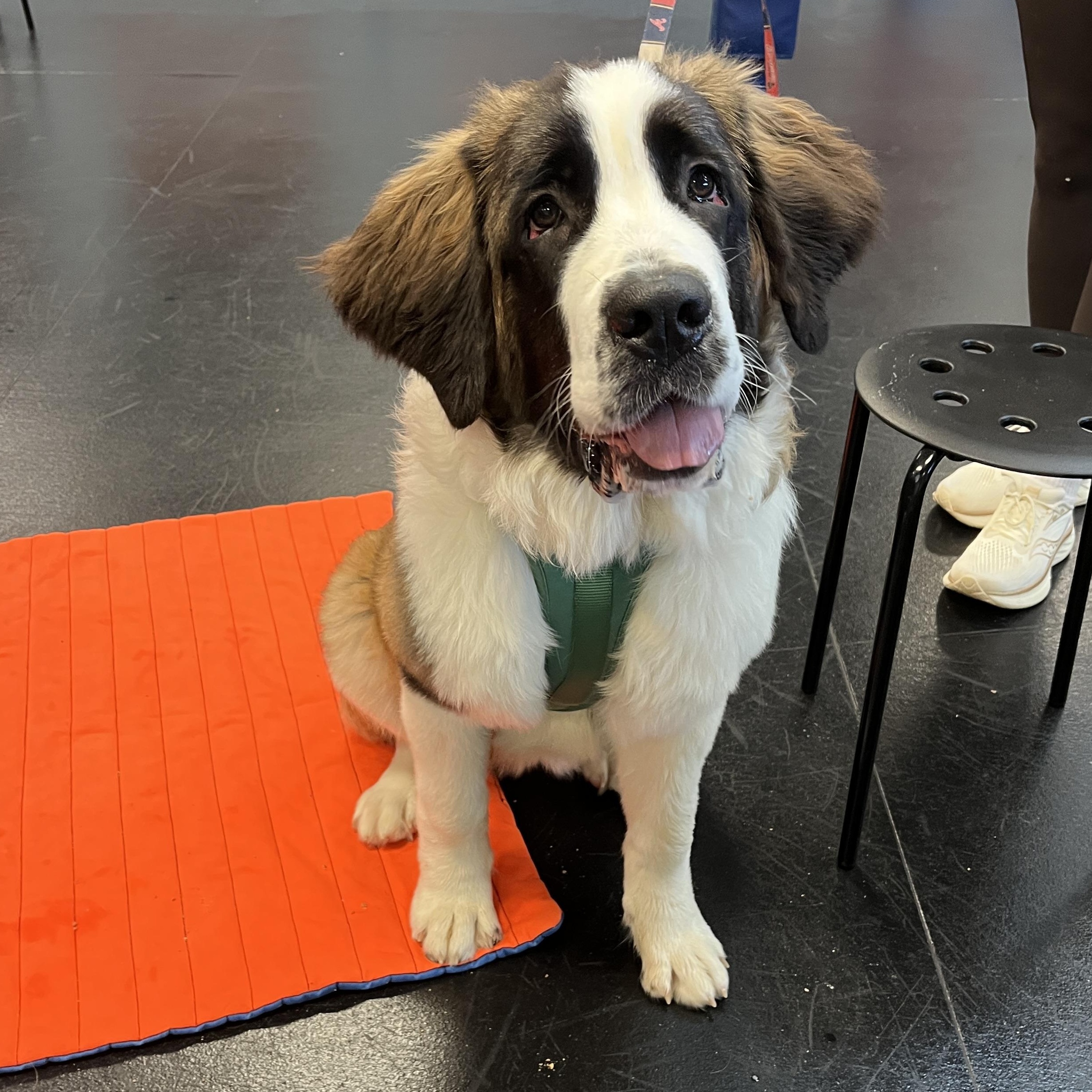 Enlarge Olive, a ADOPTABLE Saint Bernard in Atlanta, GA image 1/6