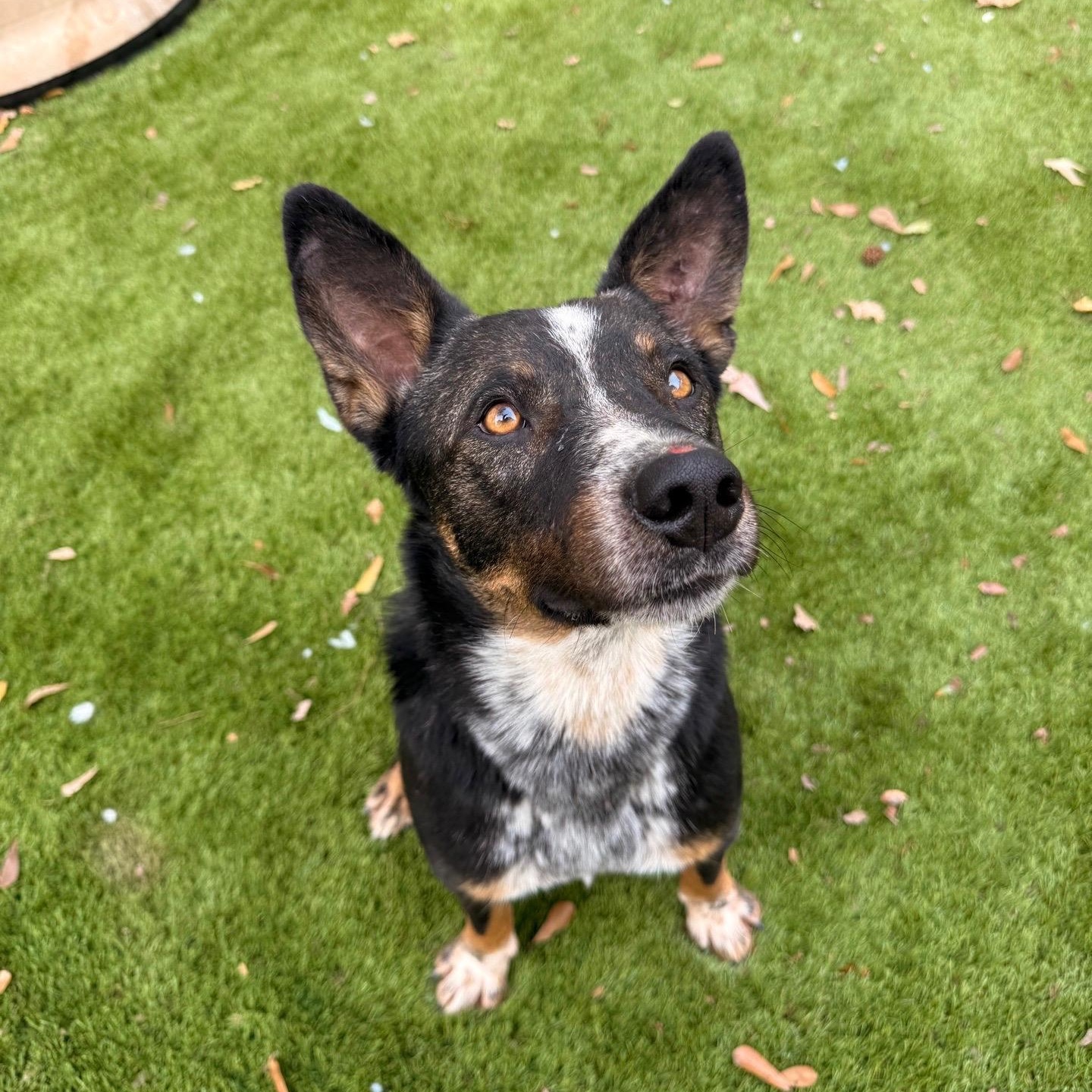 Enlarge Bluey, an adopted Australian Cattle Dog / Blue Heeler in Portland, OR image 1/5