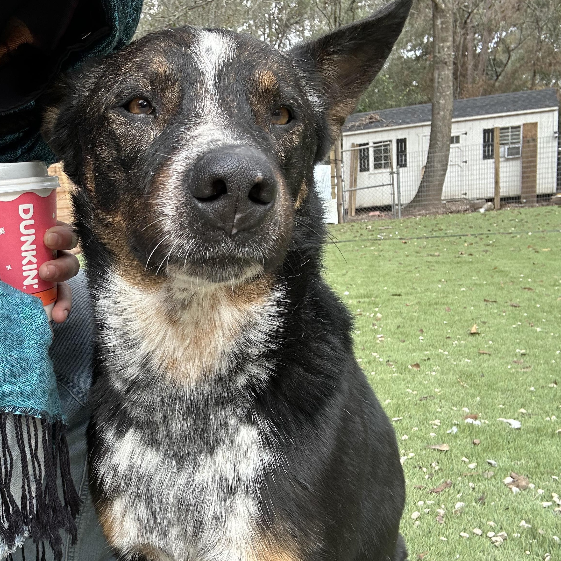 Enlarge Bluey, an adopted Australian Cattle Dog / Blue Heeler in Portland, OR image 3/5