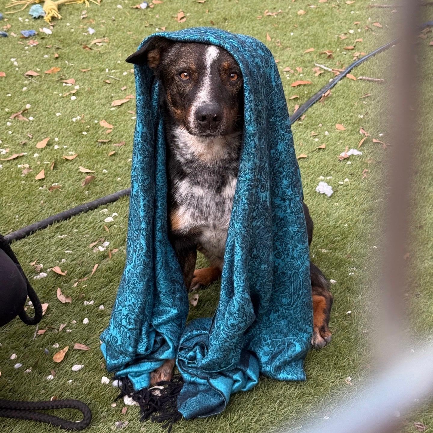 Enlarge Bluey, an adopted Australian Cattle Dog / Blue Heeler in Portland, OR image 2/5