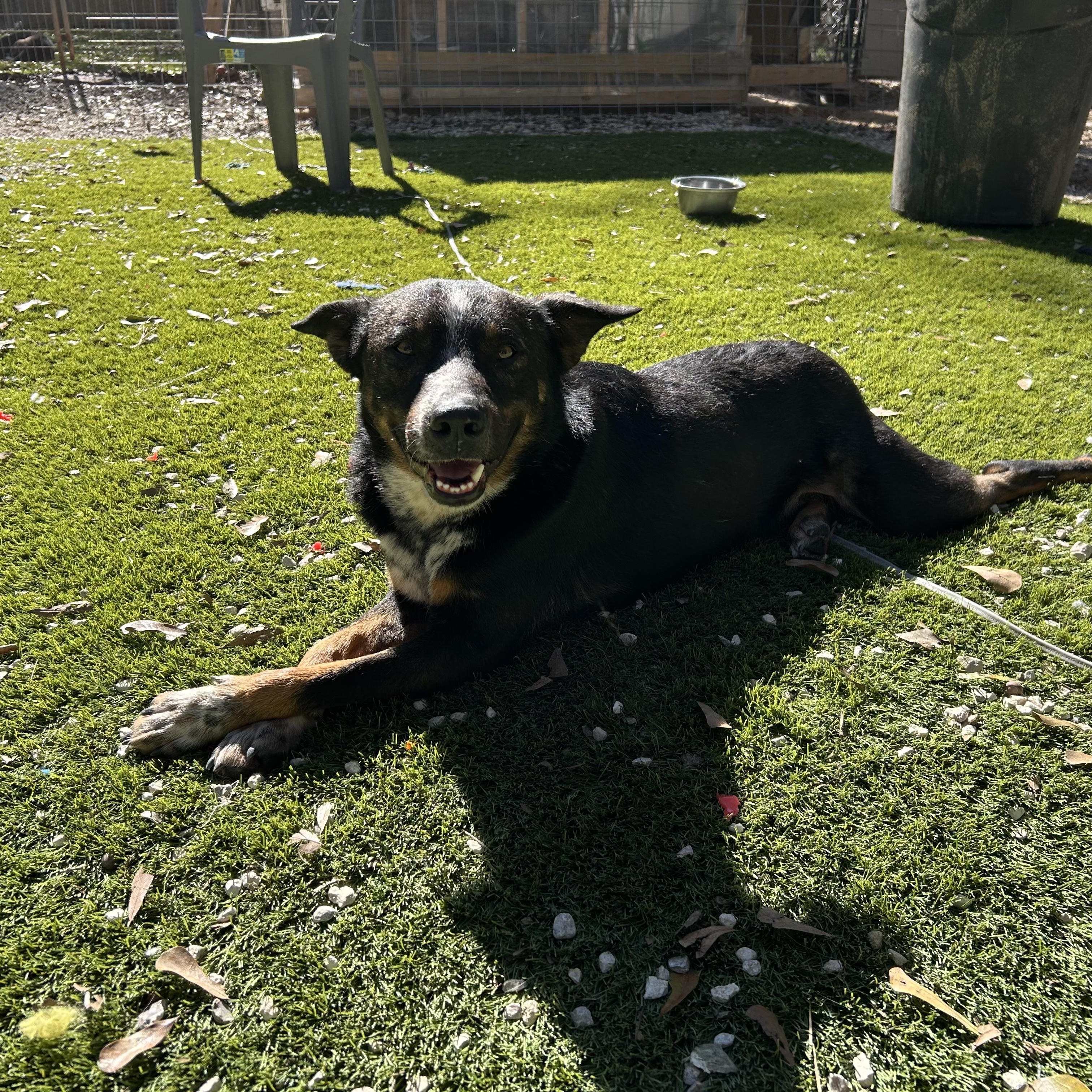 Enlarge Bluey, an adopted Australian Cattle Dog / Blue Heeler in Portland, OR image 4/5
