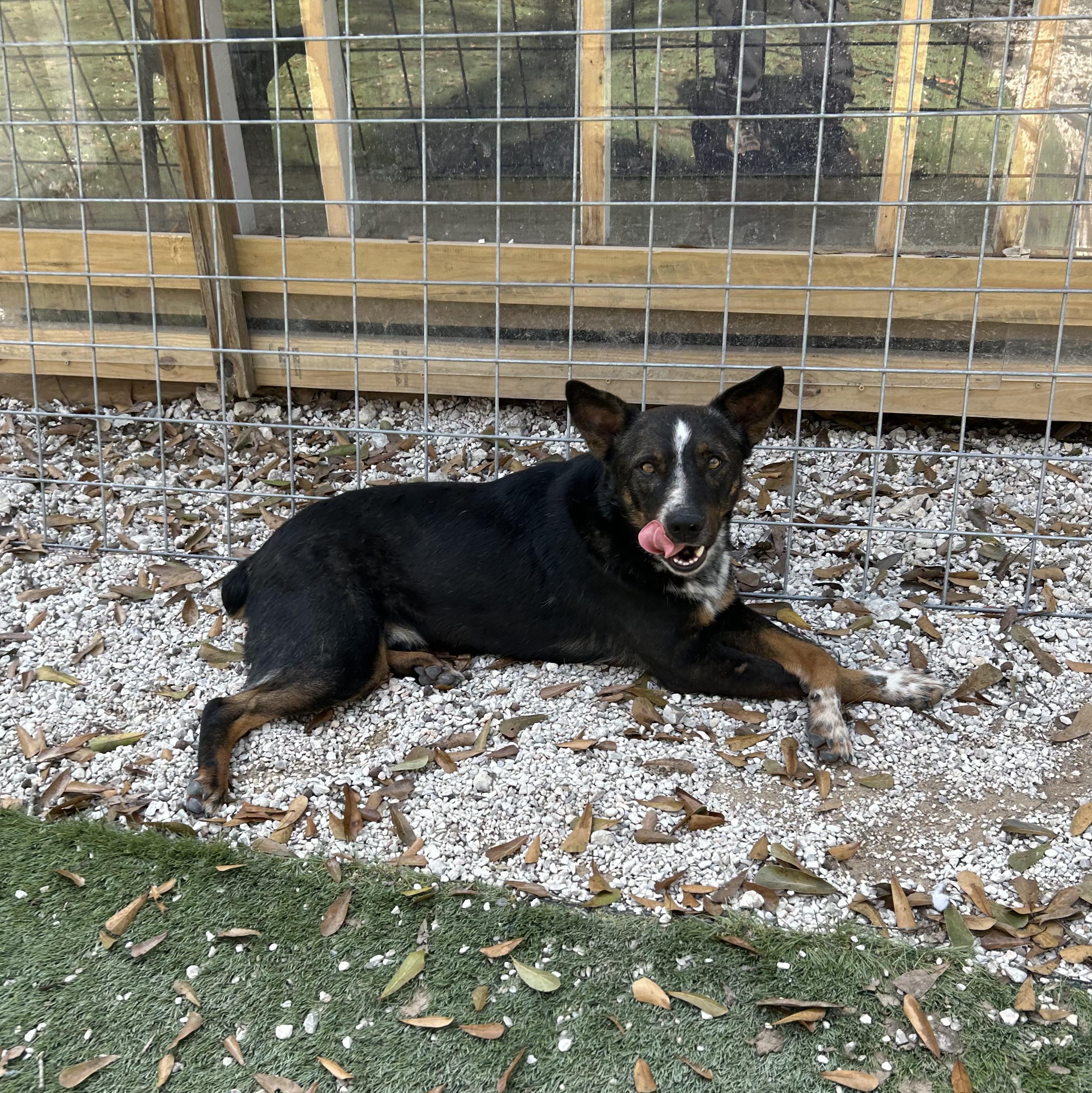 Enlarge Bluey, an adopted Australian Cattle Dog / Blue Heeler in Portland, OR image 5/5