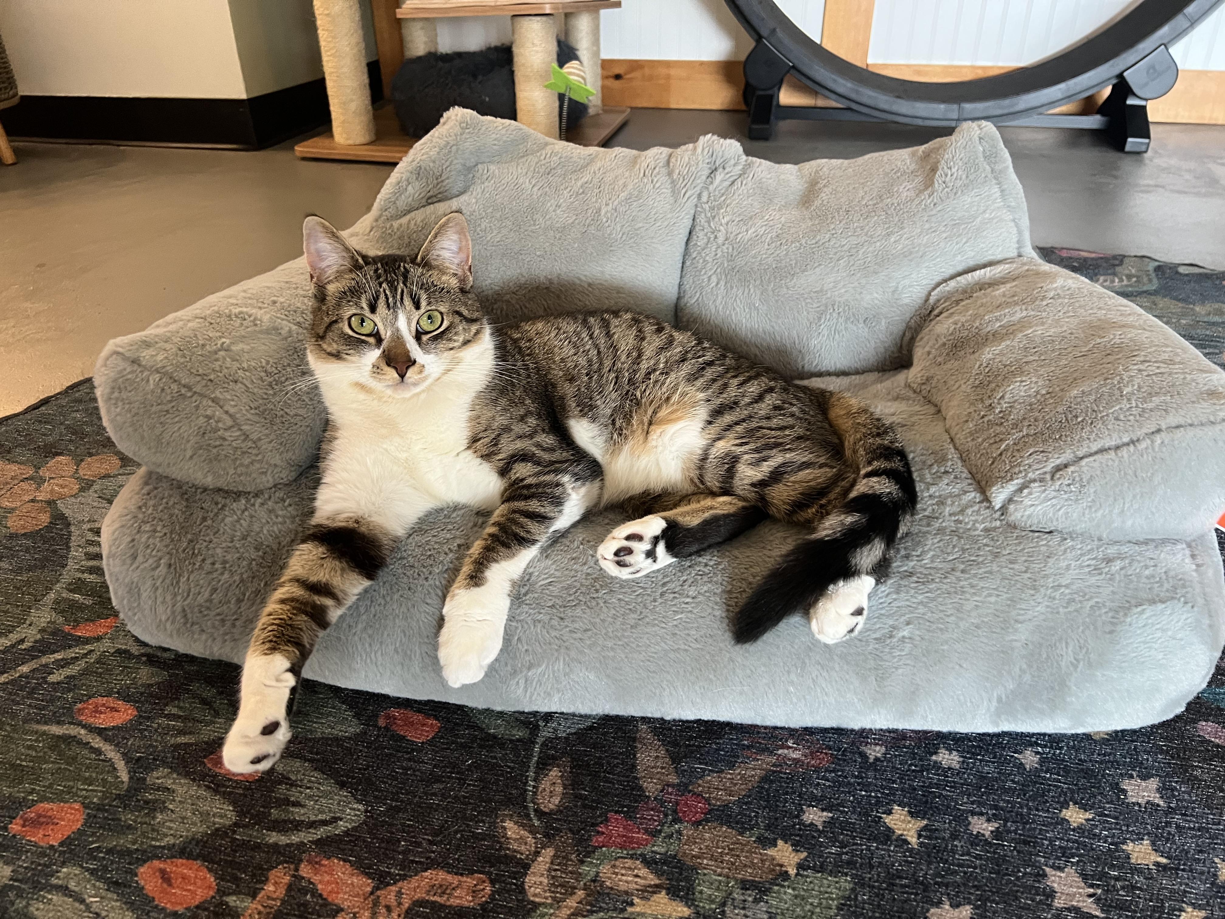 Enlarge Rachel, a Adoptable Domestic Short Hair in Burlington, VT image 1/6