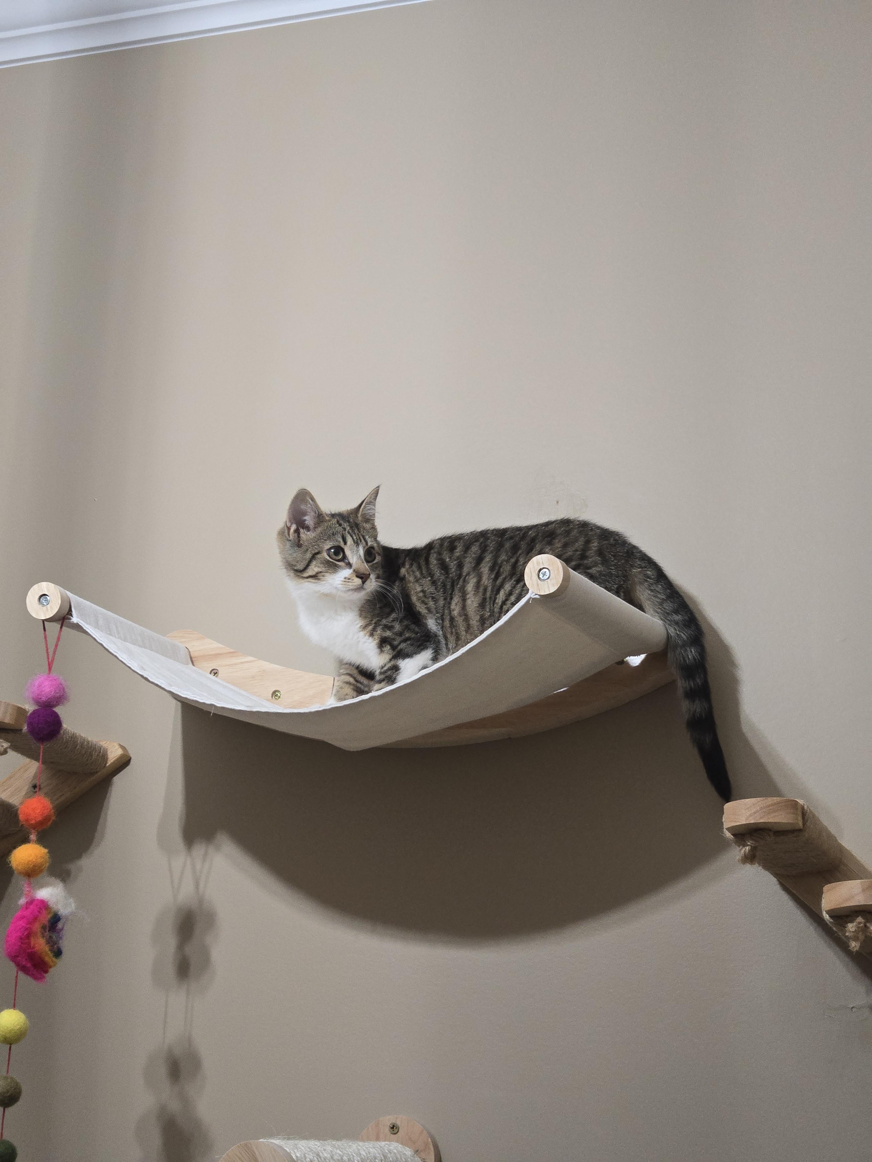 Enlarge Rachel, a Adoptable Domestic Short Hair in Burlington, VT image 2/6