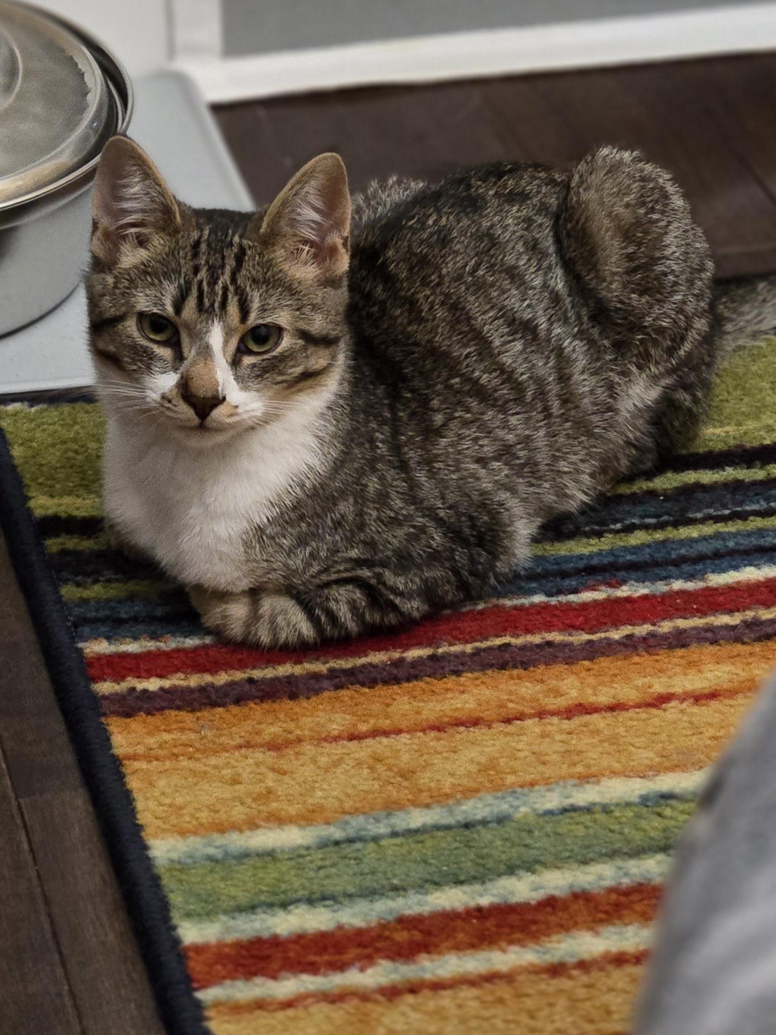 Enlarge Rachel, a Adoptable Domestic Short Hair in Burlington, VT image 5/6