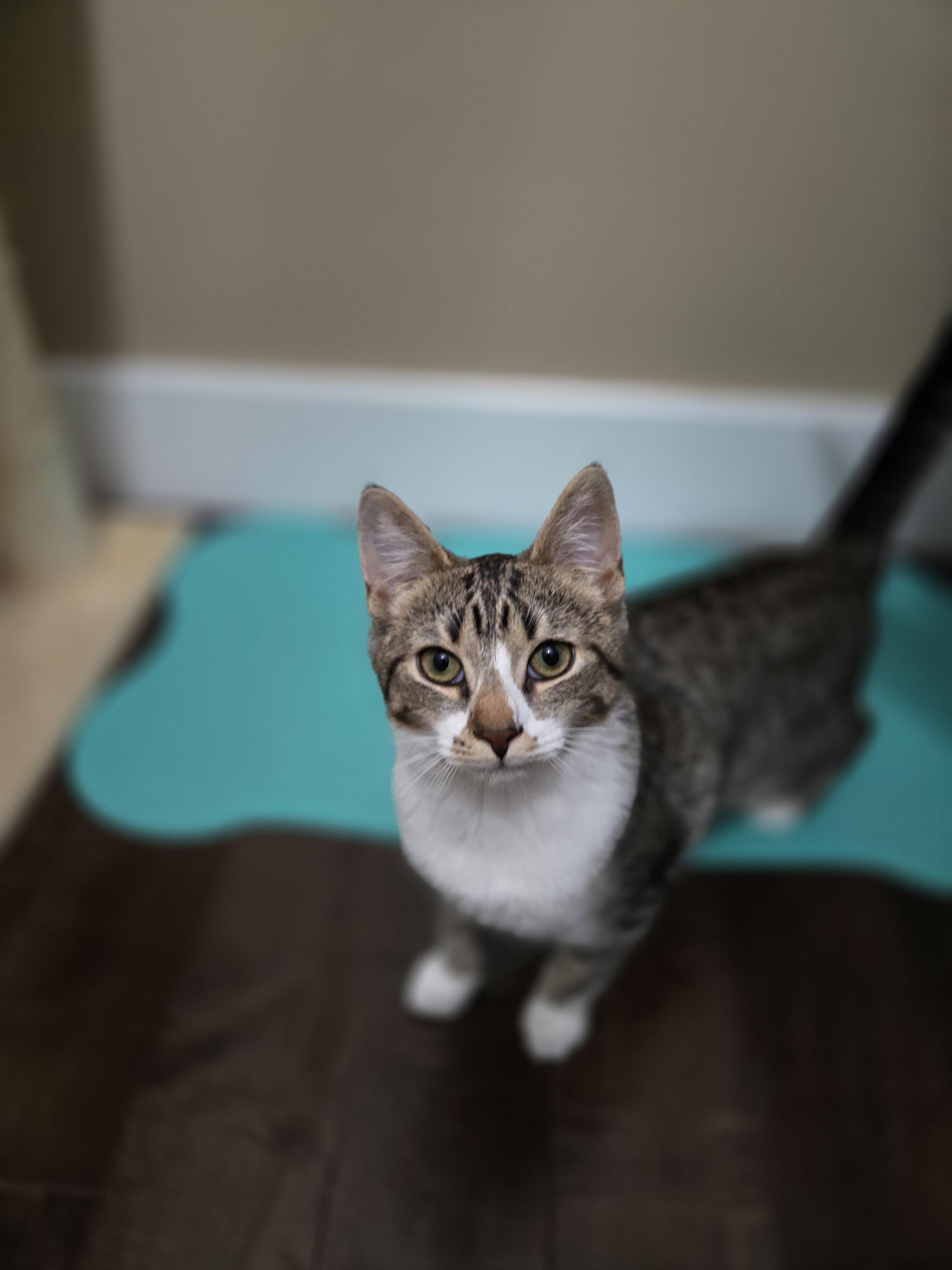 Enlarge Rachel, a Adoptable Domestic Short Hair in Burlington, VT image 6/6