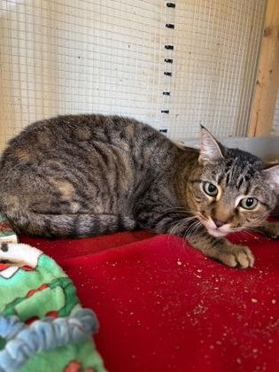 Cyrus, ADOPTABLE, Adult Female Tabby.