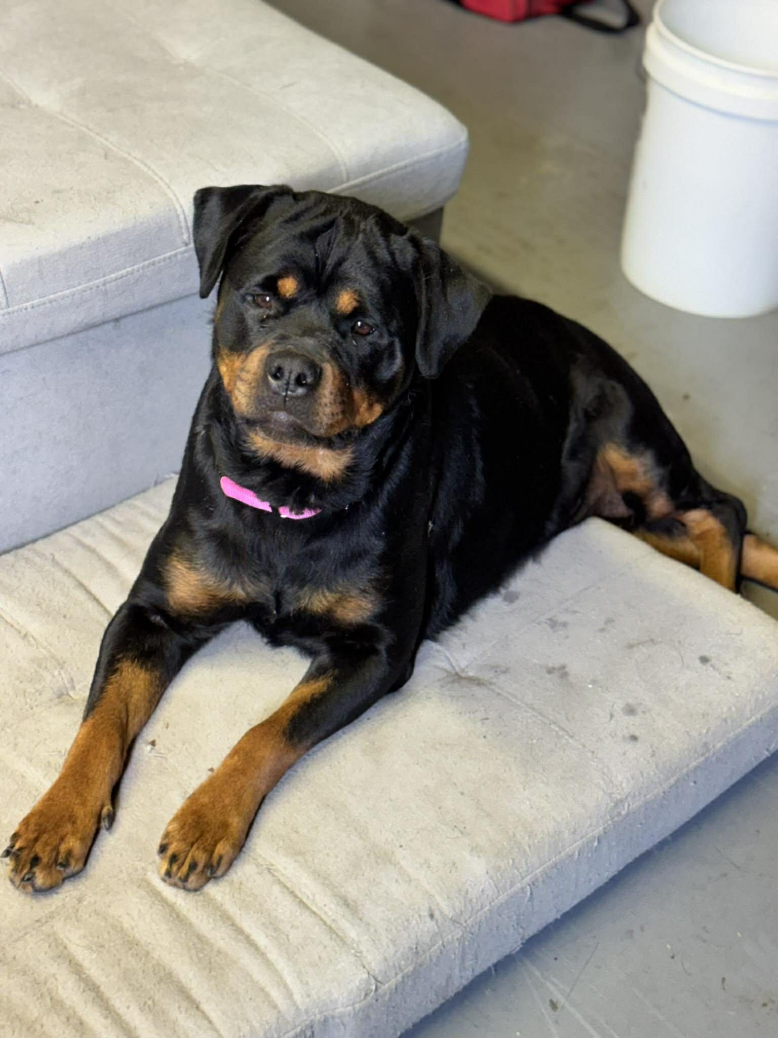 STITCH, a ADOPTABLE Rottweiler in Chapel Hill, NC image 2/6