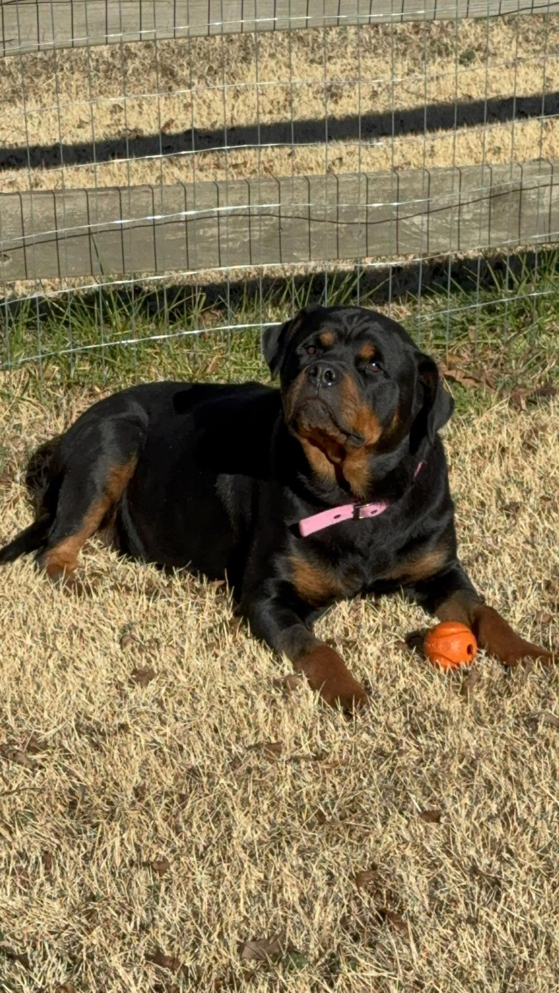 STITCH, a ADOPTABLE Rottweiler in Chapel Hill, NC image 5/6