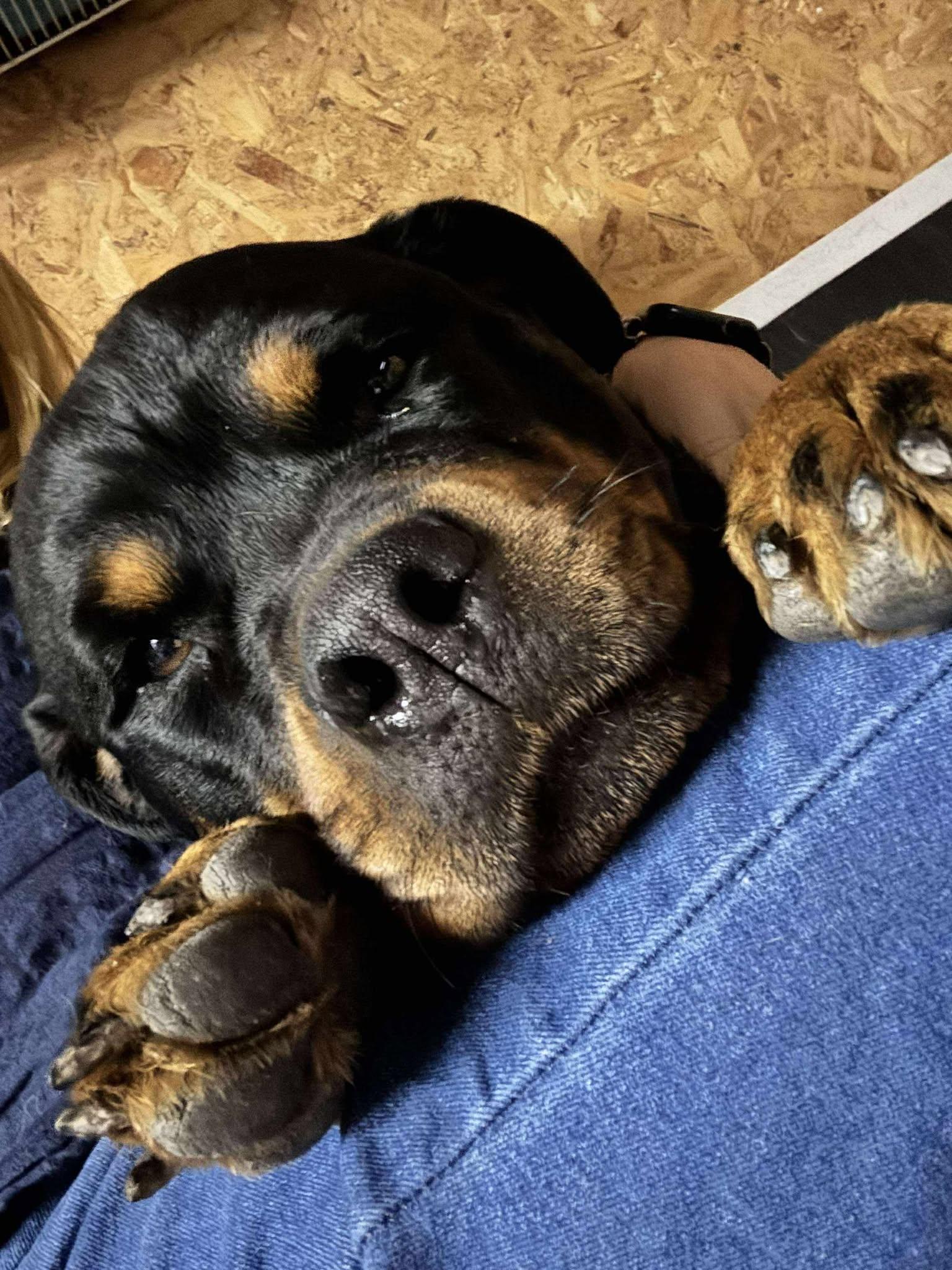 STITCH, a ADOPTABLE Rottweiler in Chapel Hill, NC image 3/6