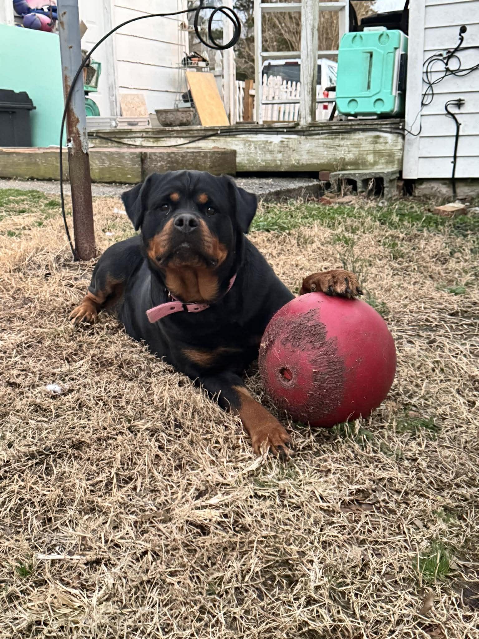 STITCH, a ADOPTABLE Rottweiler in Chapel Hill, NC image 4/6