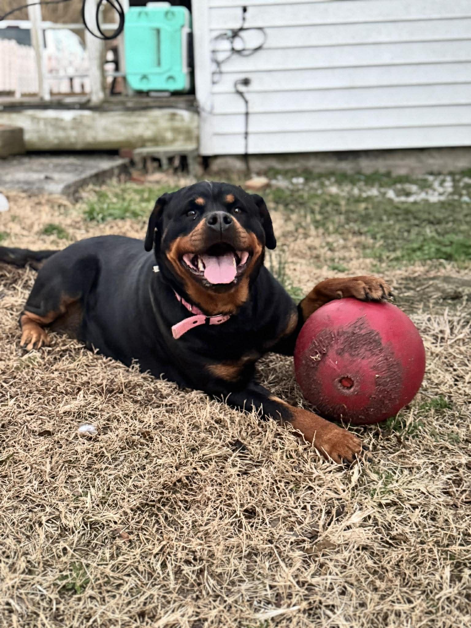 STITCH, a ADOPTABLE Rottweiler in Chapel Hill, NC image 1/6