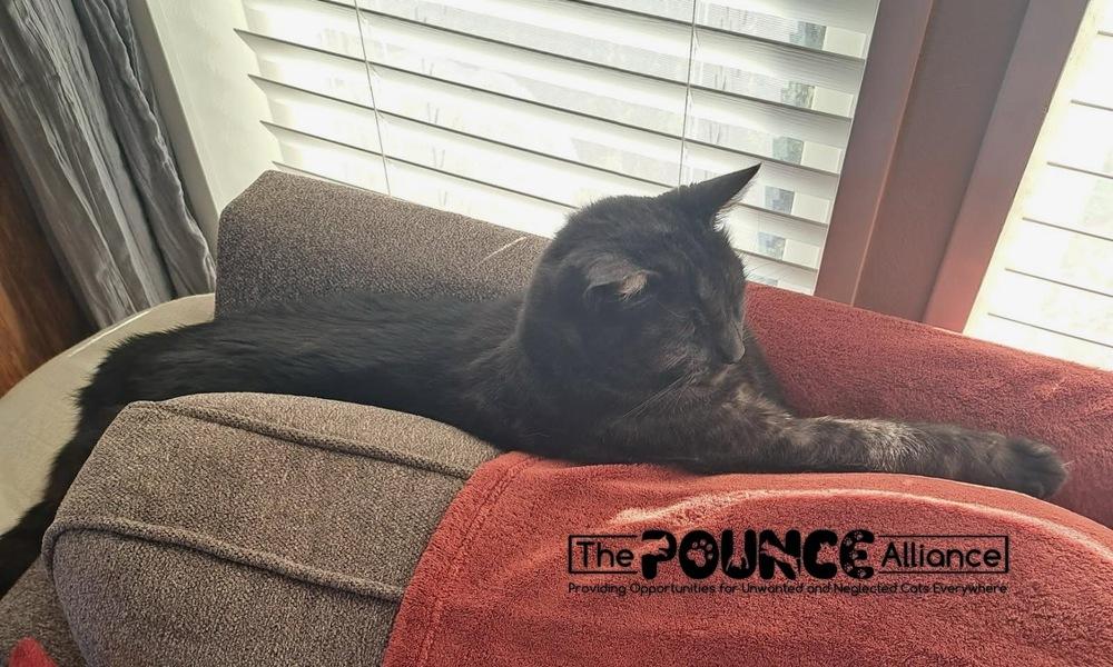 Smokey, Adoptable, Senior Male Domestic Short Hair.