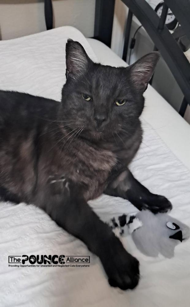 Enlarge Smokey, a Adoptable mixed breed in Liberty Lake, WA image 2/4