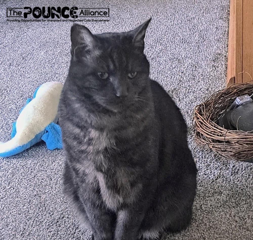 Enlarge Smokey, a Adoptable mixed breed in Liberty Lake, WA image 3/4