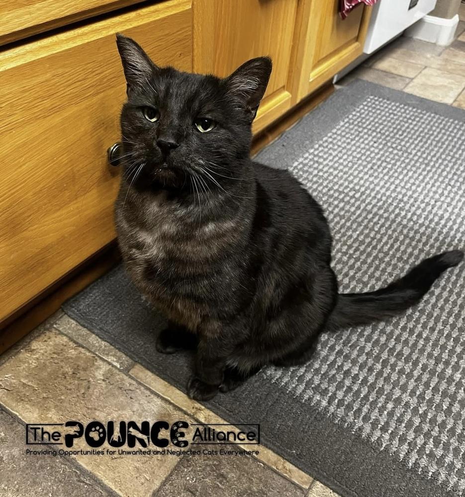 Enlarge Smokey, a Adoptable mixed breed in Liberty Lake, WA image 4/4