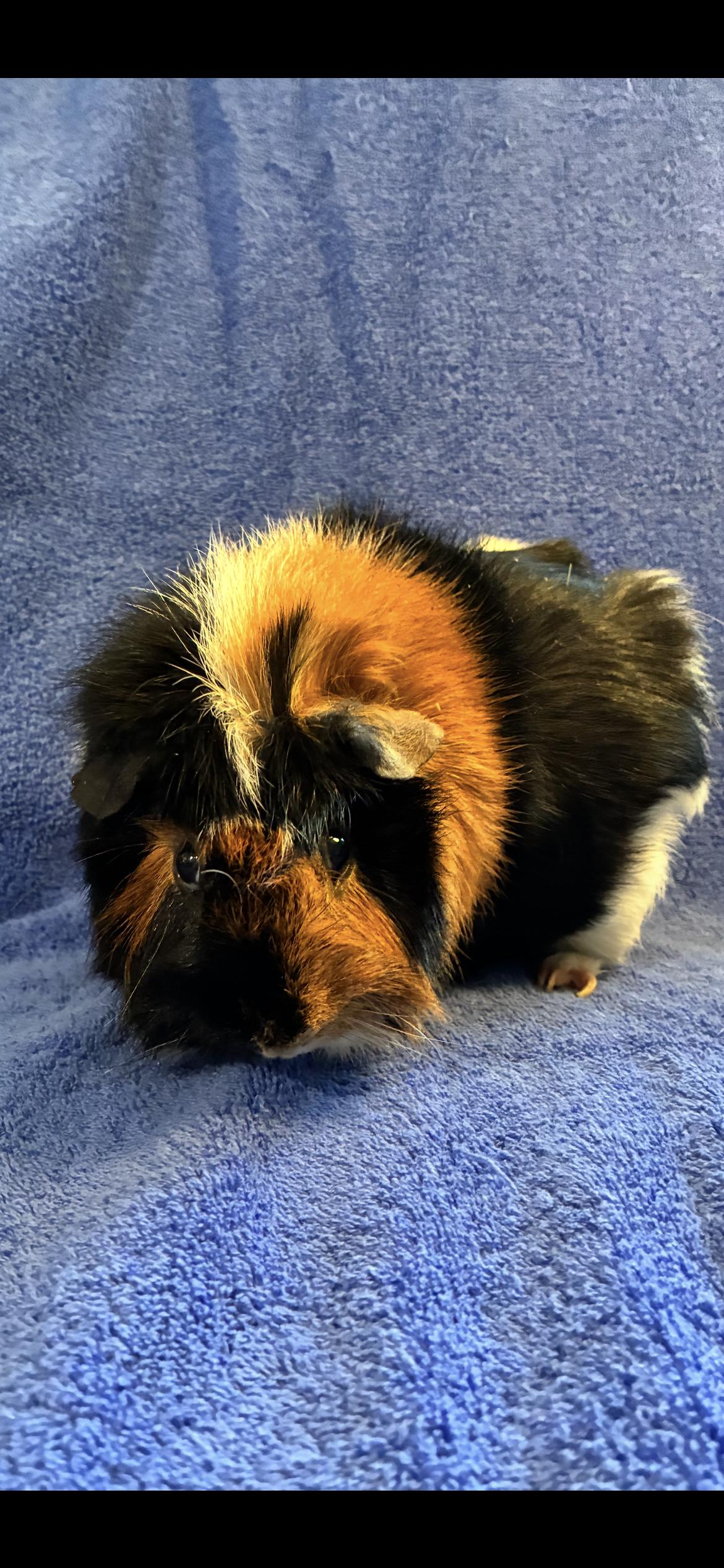 Big Poppa , ADOPTABLE, Adult Male Abyssinian.