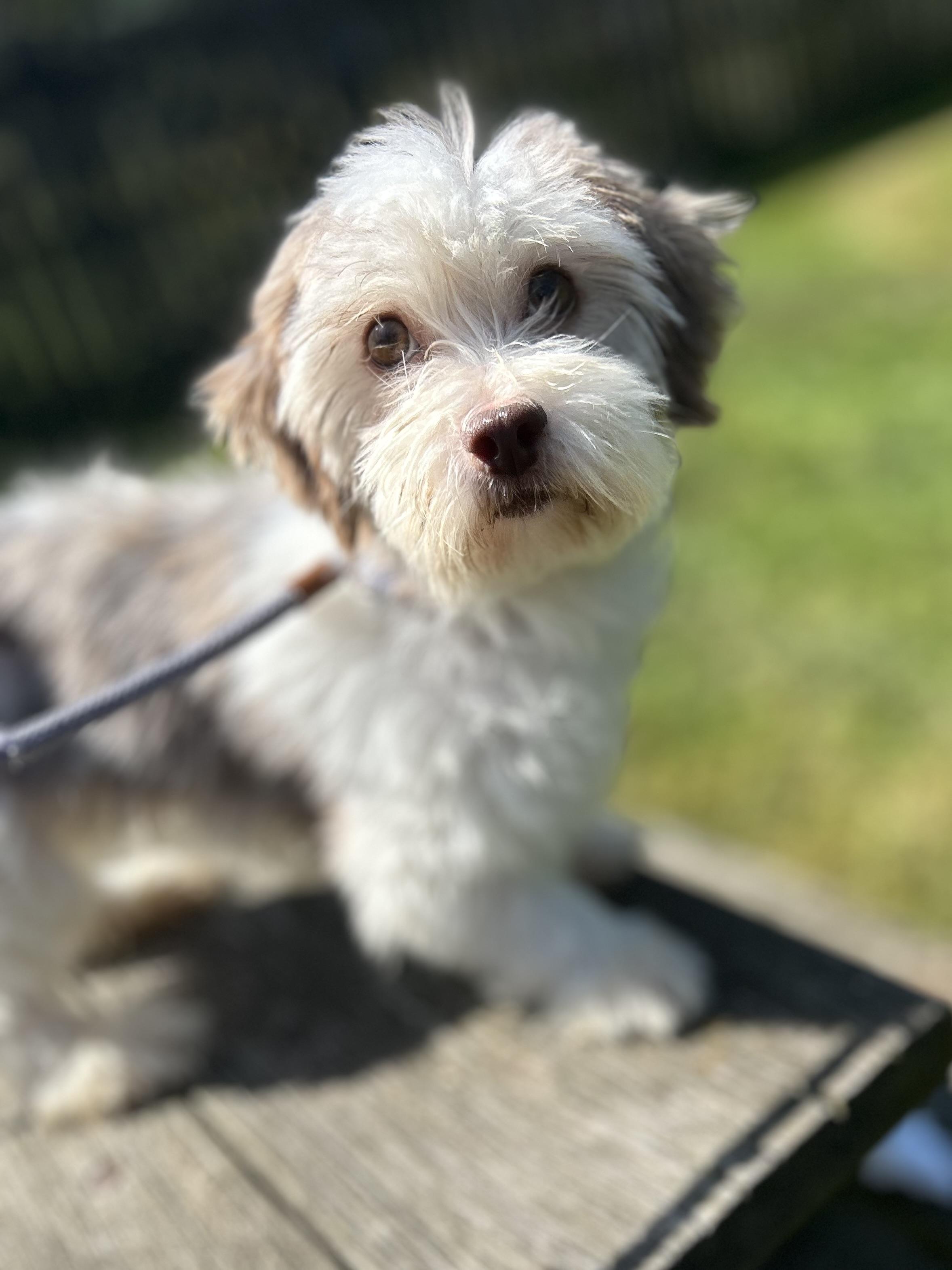 Rain, an adoptable Havanese in West Falls, NY, 14170 | Photo Image 3