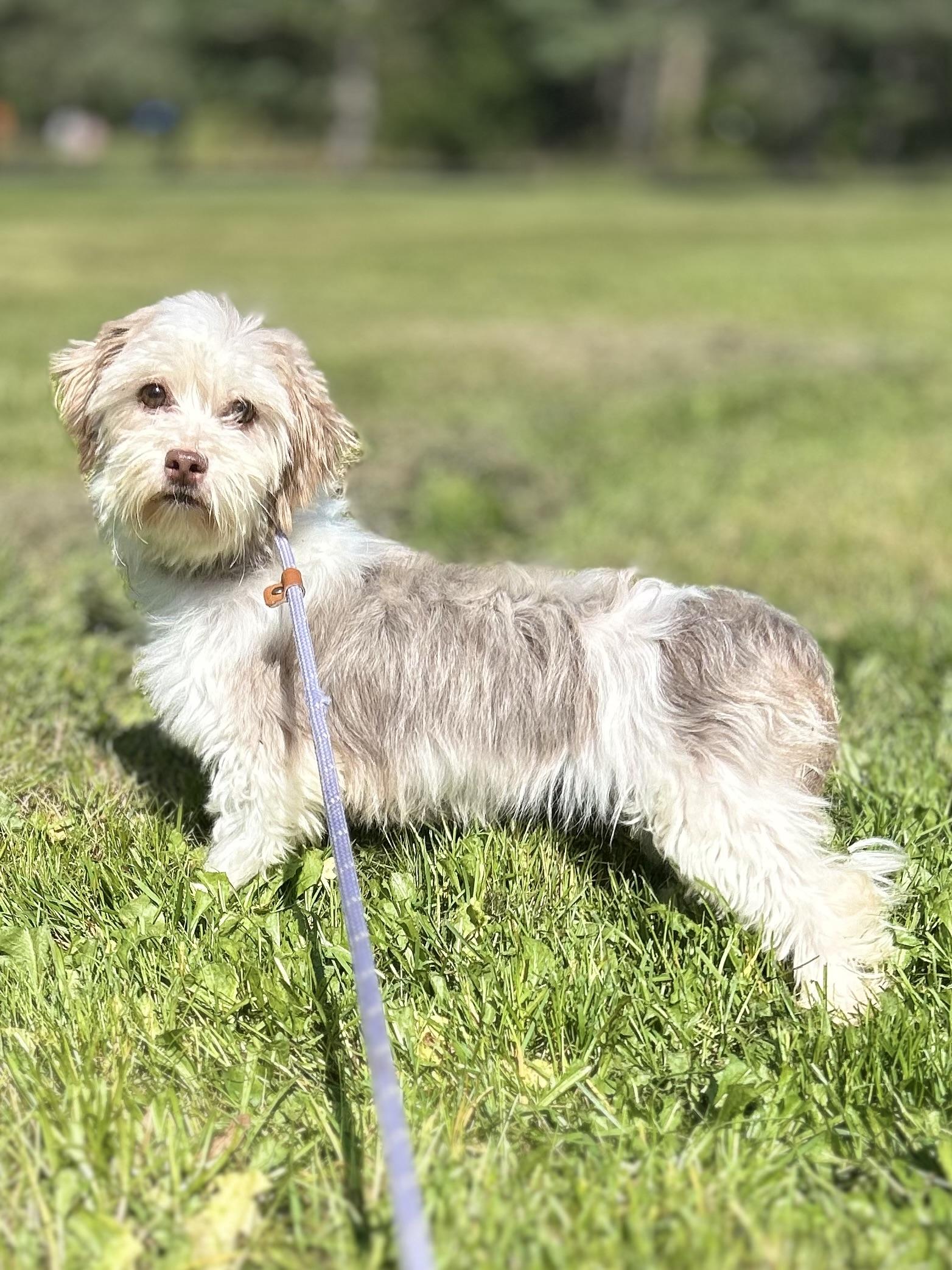 Rain, an adoptable Havanese in West Falls, NY, 14170 | Photo Image 1