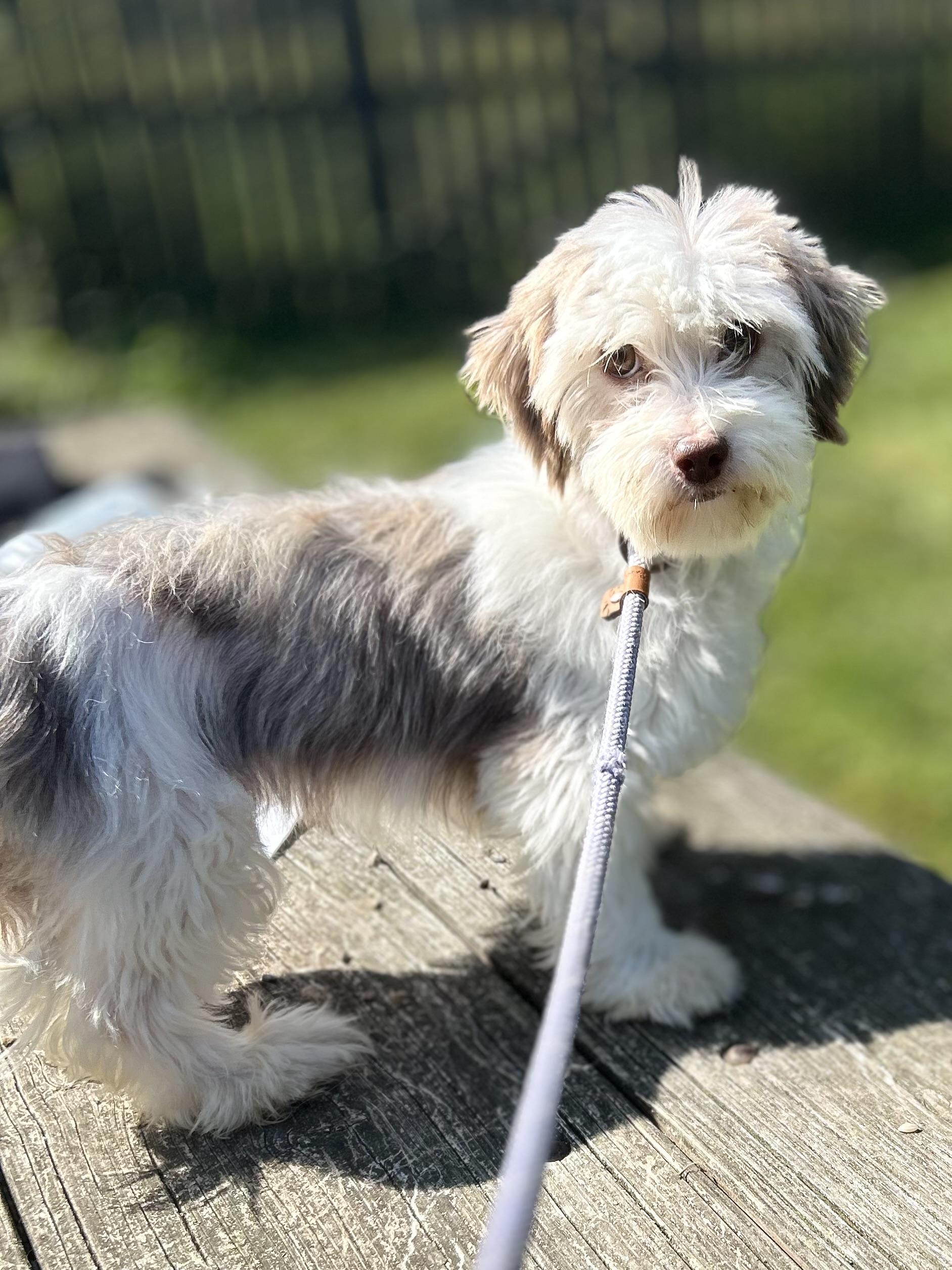 Rain, an adoptable Havanese in West Falls, NY, 14170 | Photo Image 4