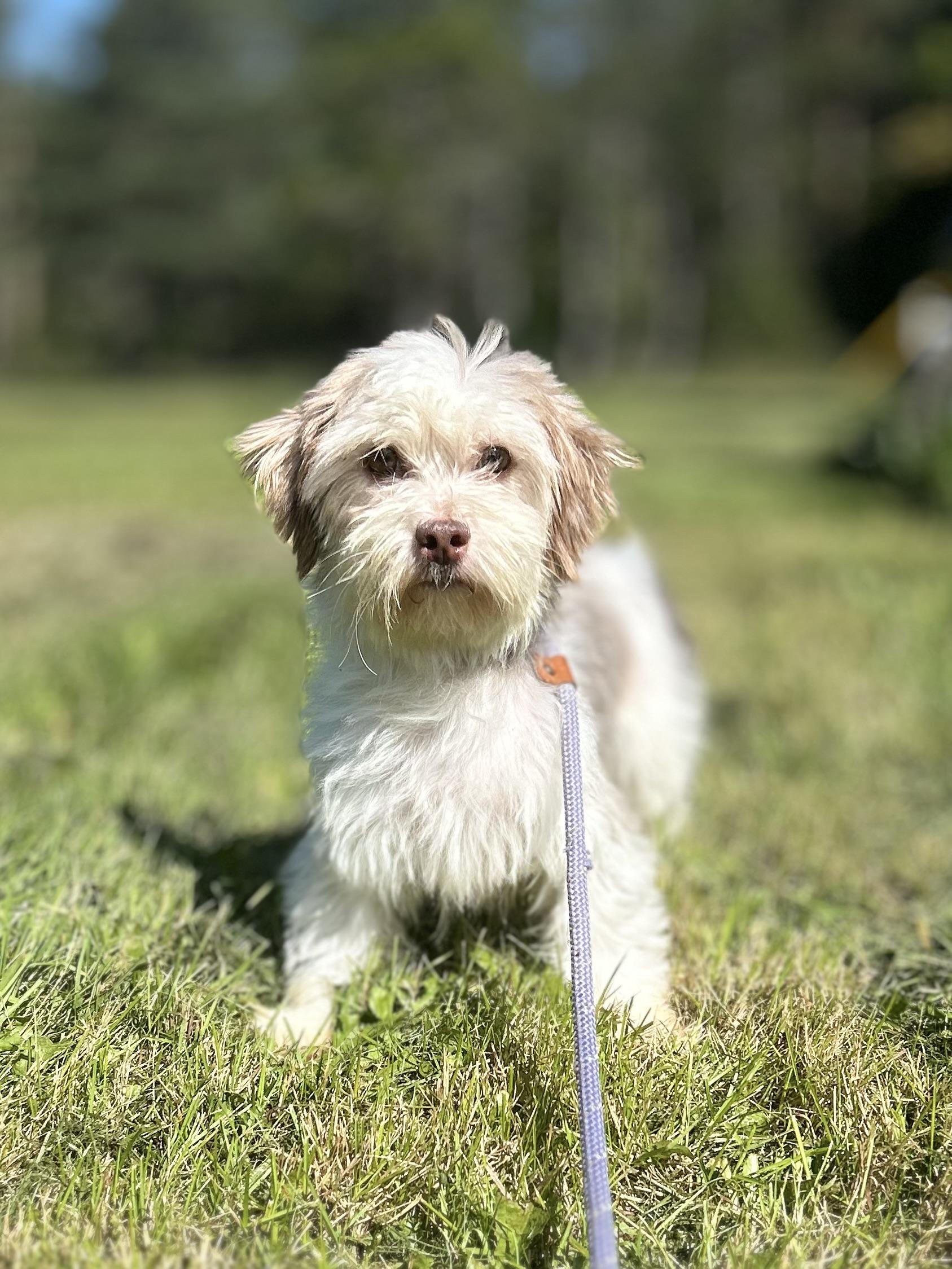 Enlarge Rain, an adoptable Havanese in West Falls, NY image 4/4