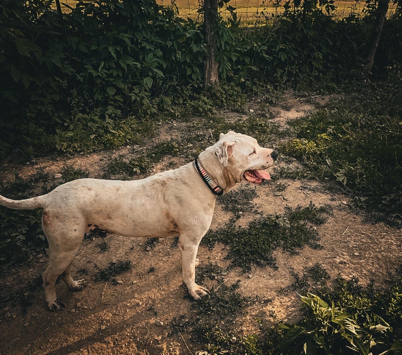 Arlo, a ADOPTABLE mixed breed in Junction City, KY image 2/4