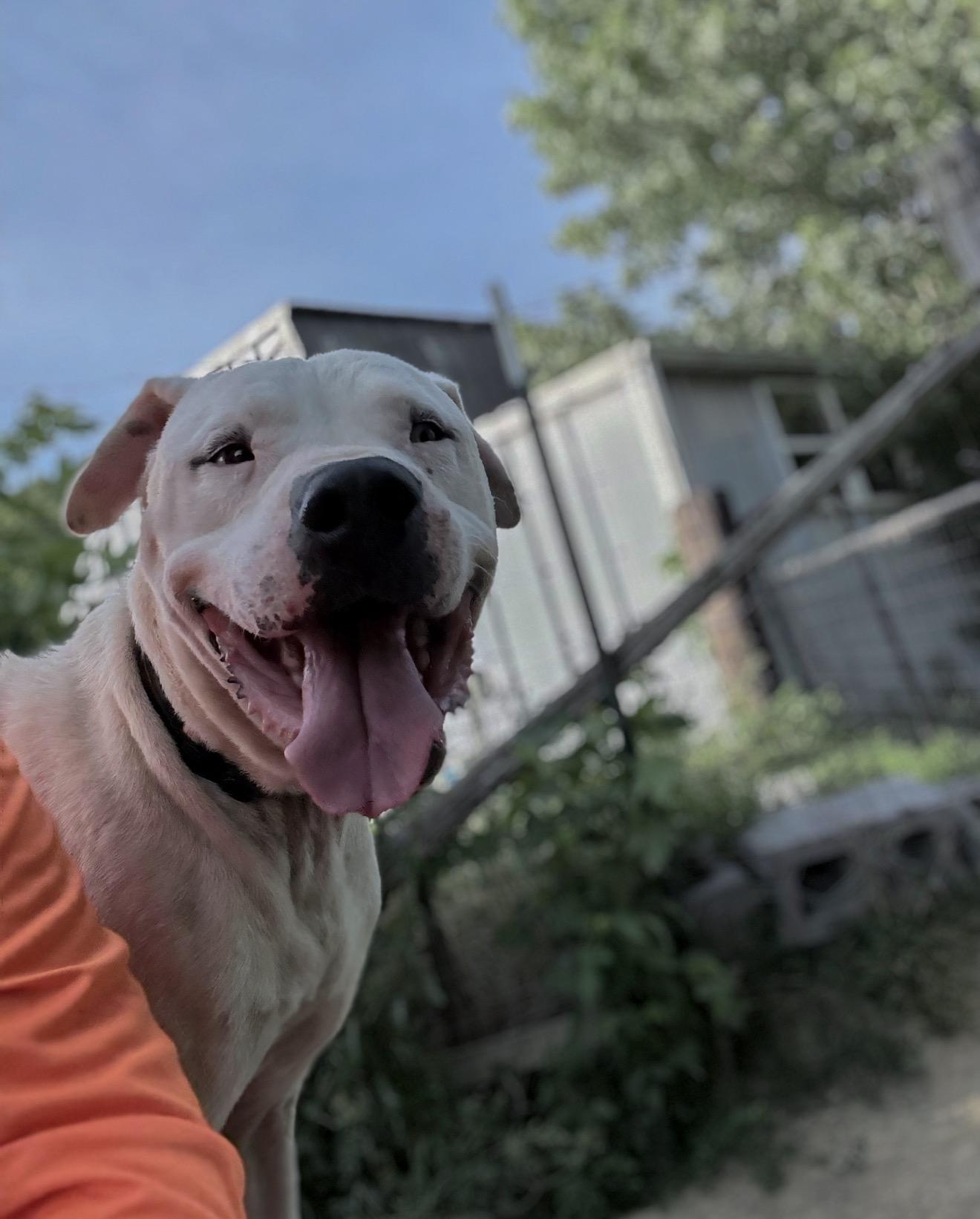 Arlo, a ADOPTABLE mixed breed in Junction City, KY image 4/4